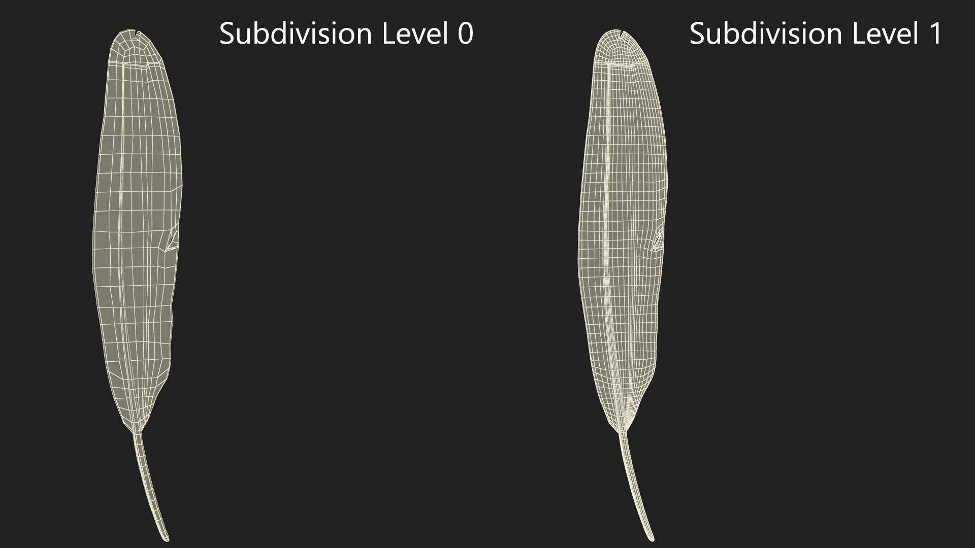 3D Amazon Parrot Feather