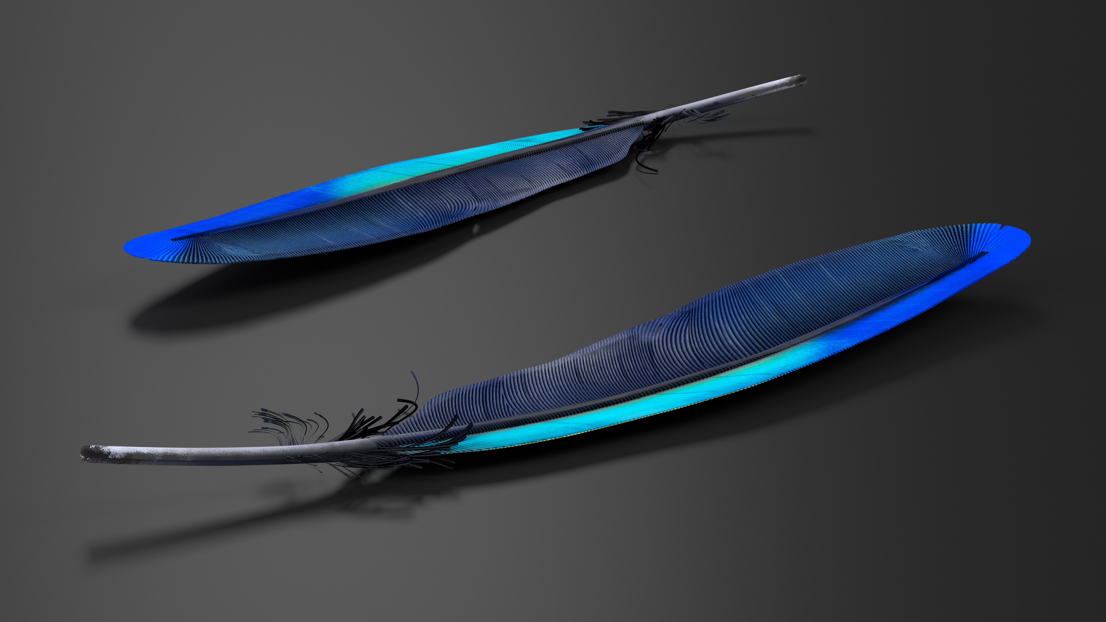 3D Amazon Parrot Feather
