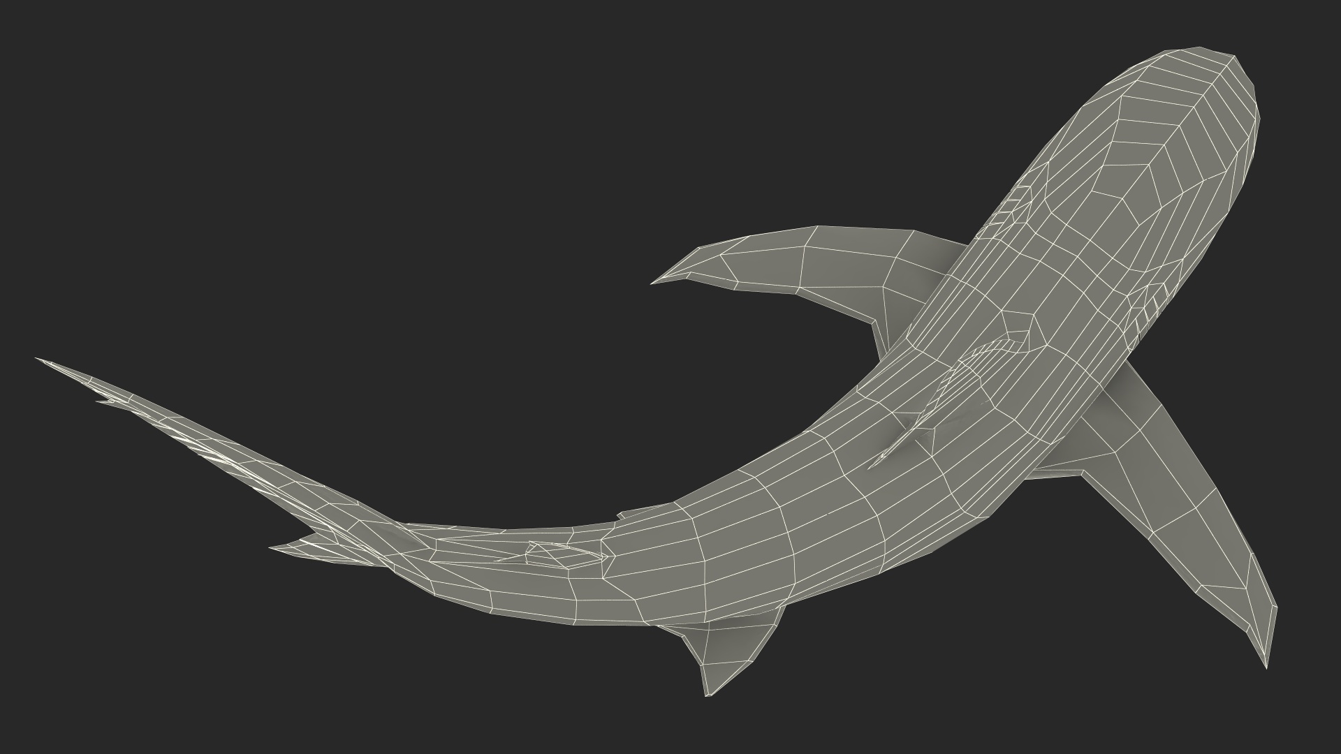 Carcharhinus Obscurus Shark 3D