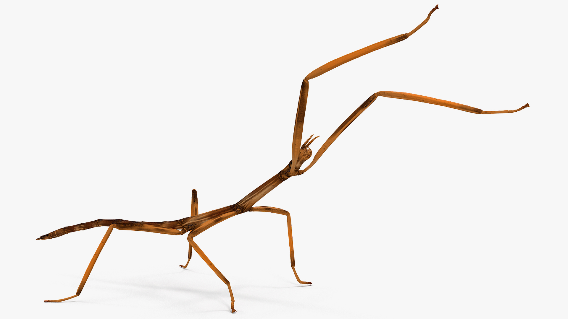 3D model Stick Insect Brown Attack Pose