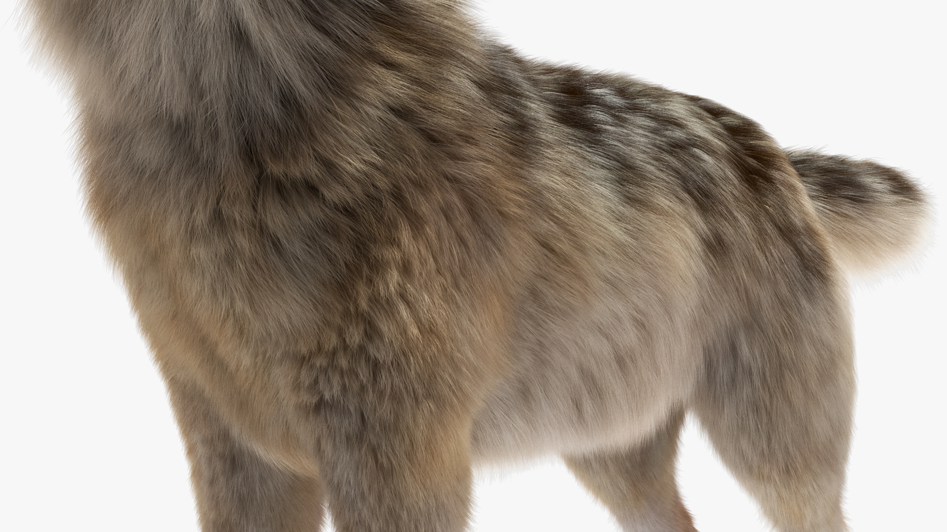 3D Grey Wolf Fur model