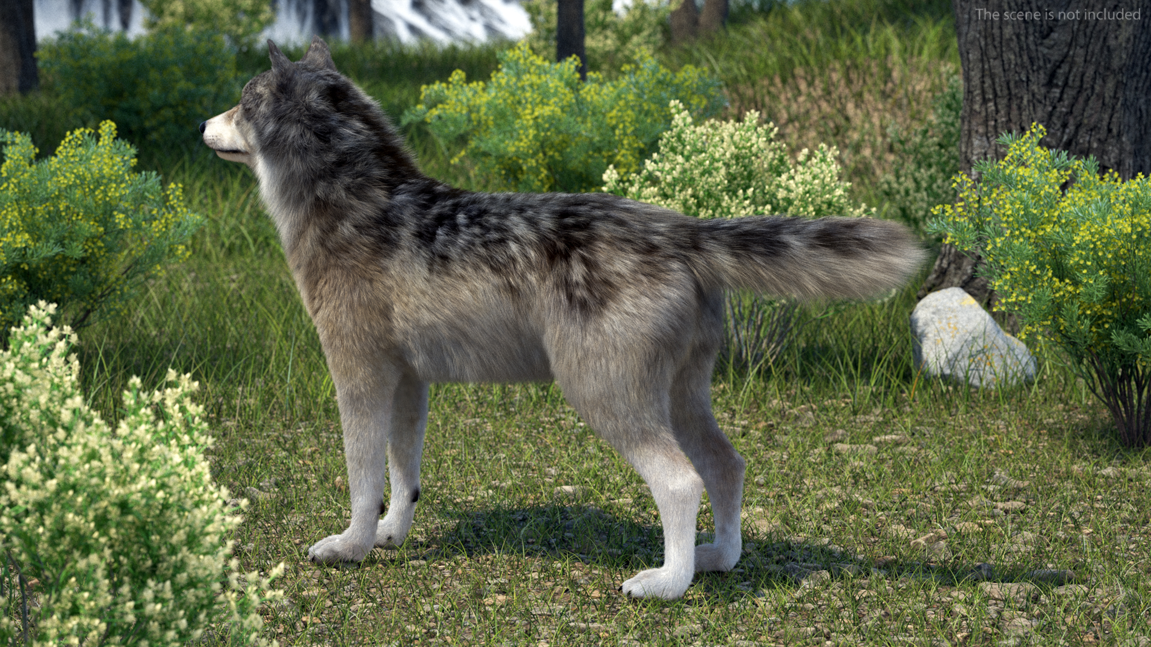 3D Grey Wolf Fur model
