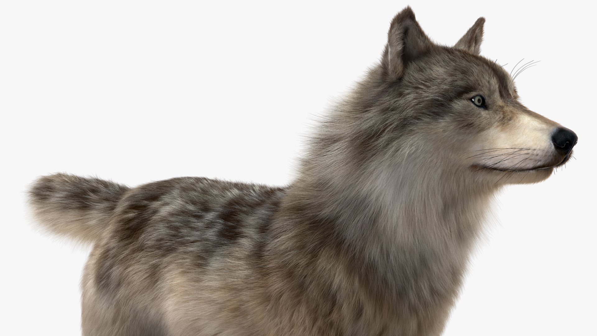 3D Grey Wolf Fur model