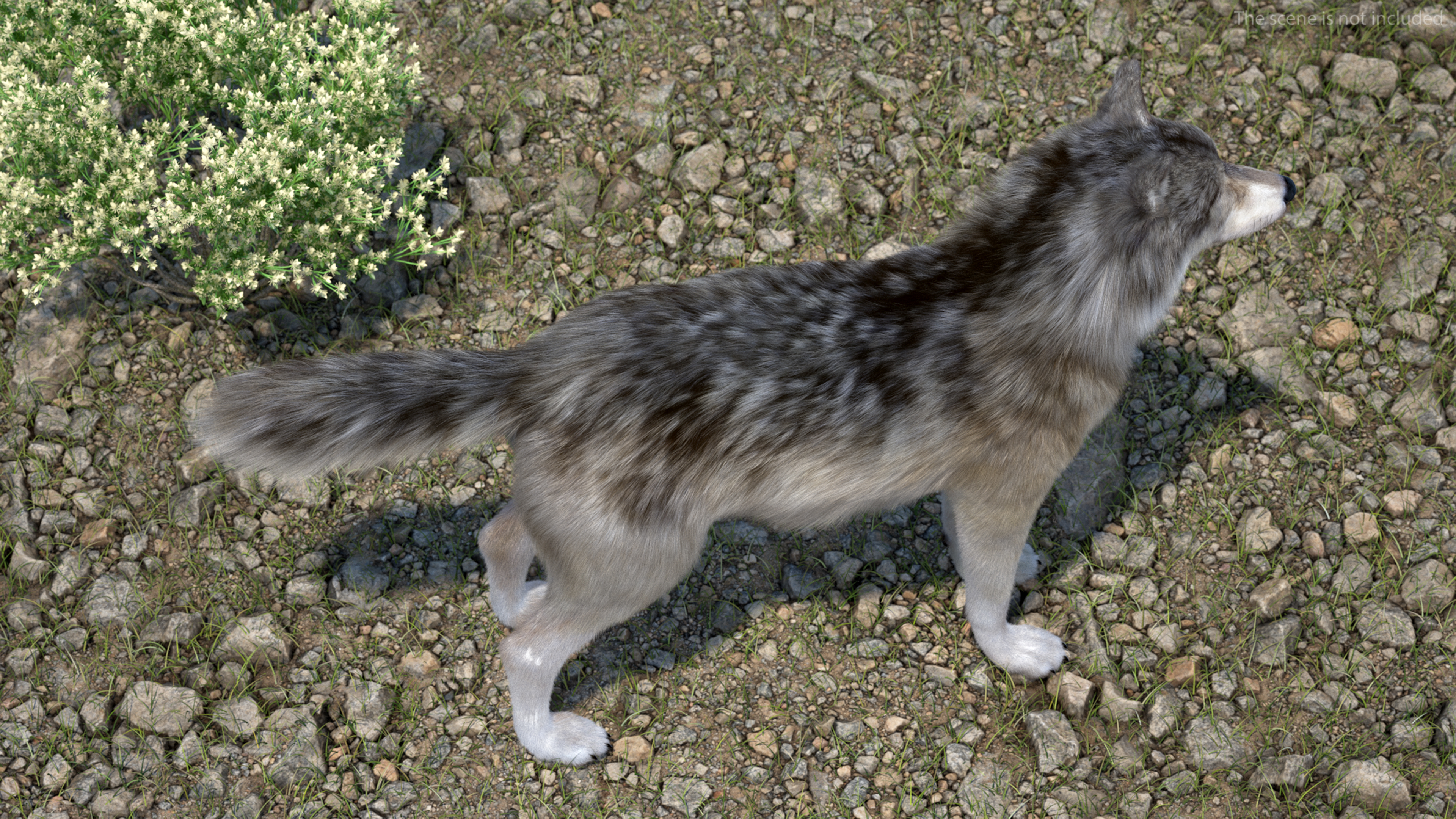 3D Grey Wolf Fur model