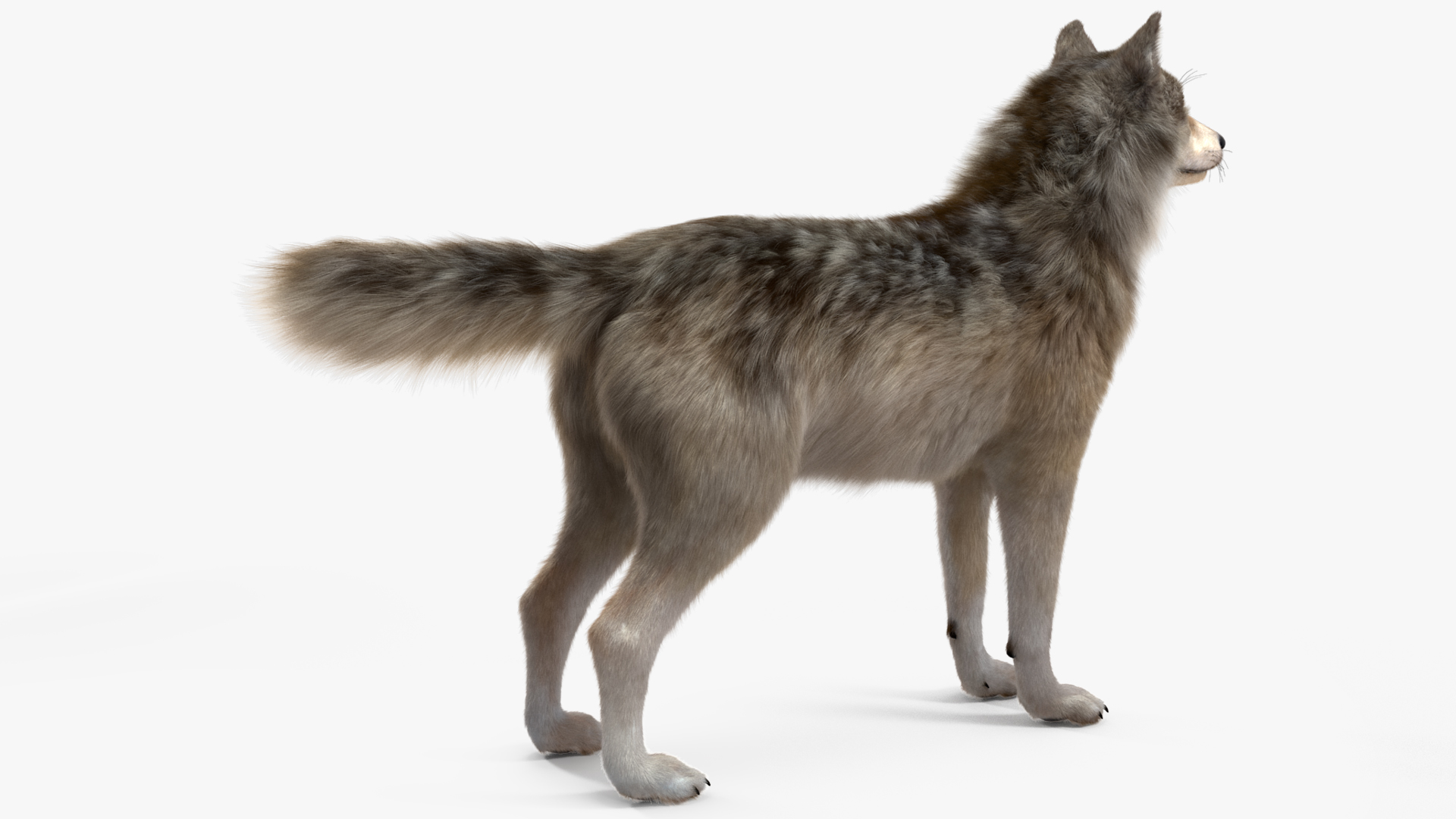 3D Grey Wolf Fur model