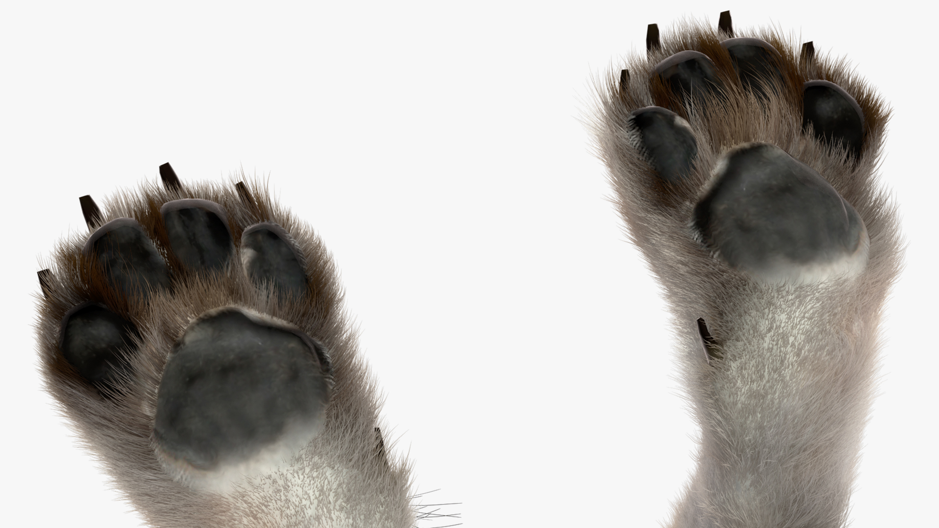 3D Grey Wolf Fur model