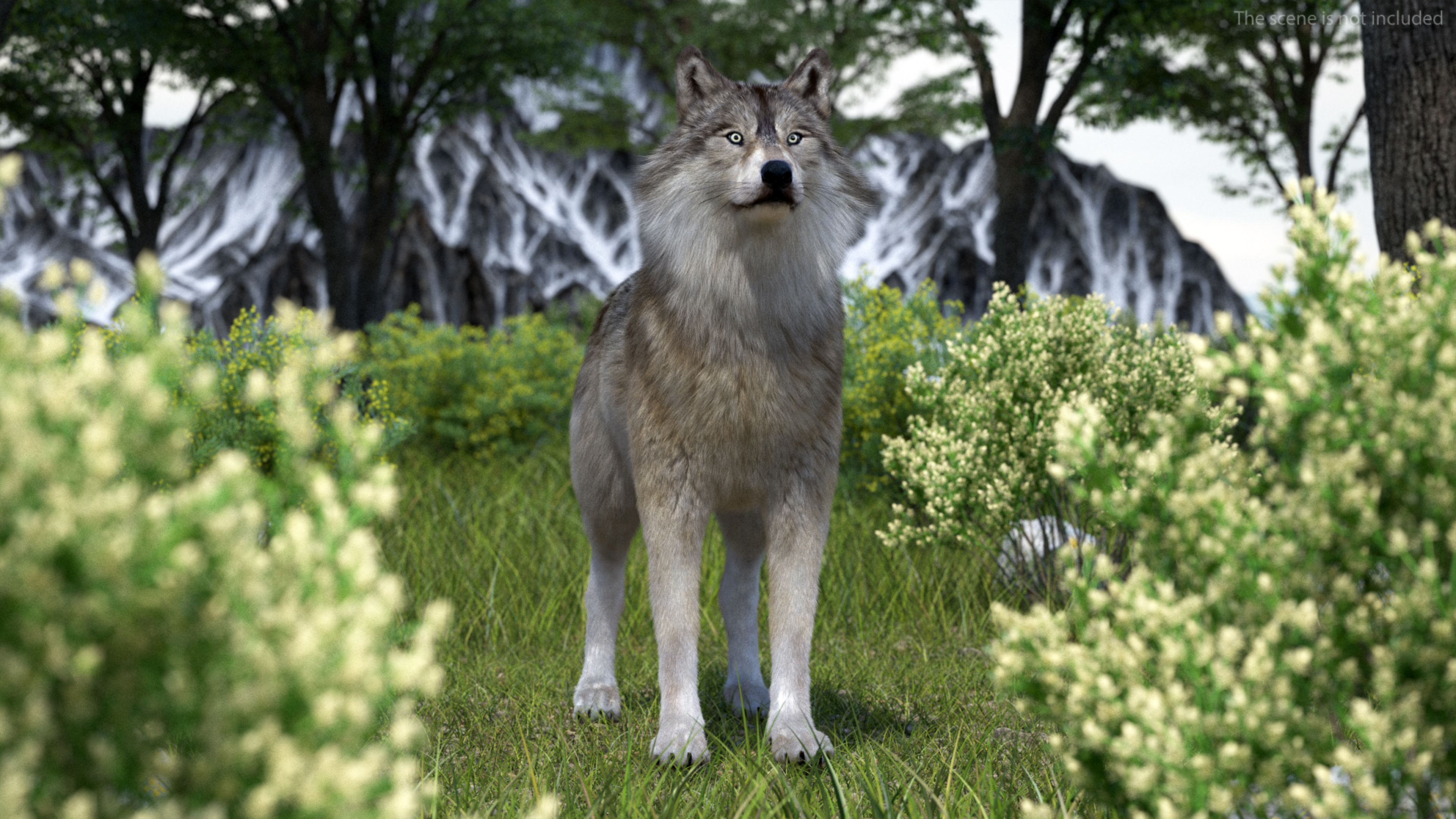 3D Grey Wolf Fur model