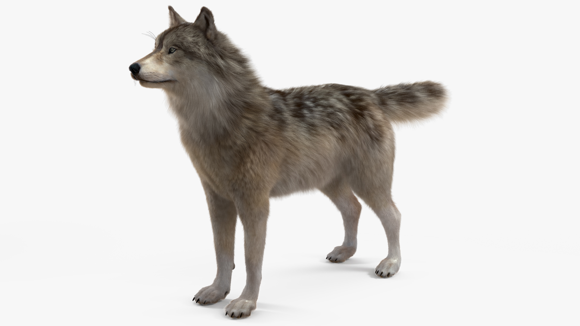 3D Grey Wolf Fur model