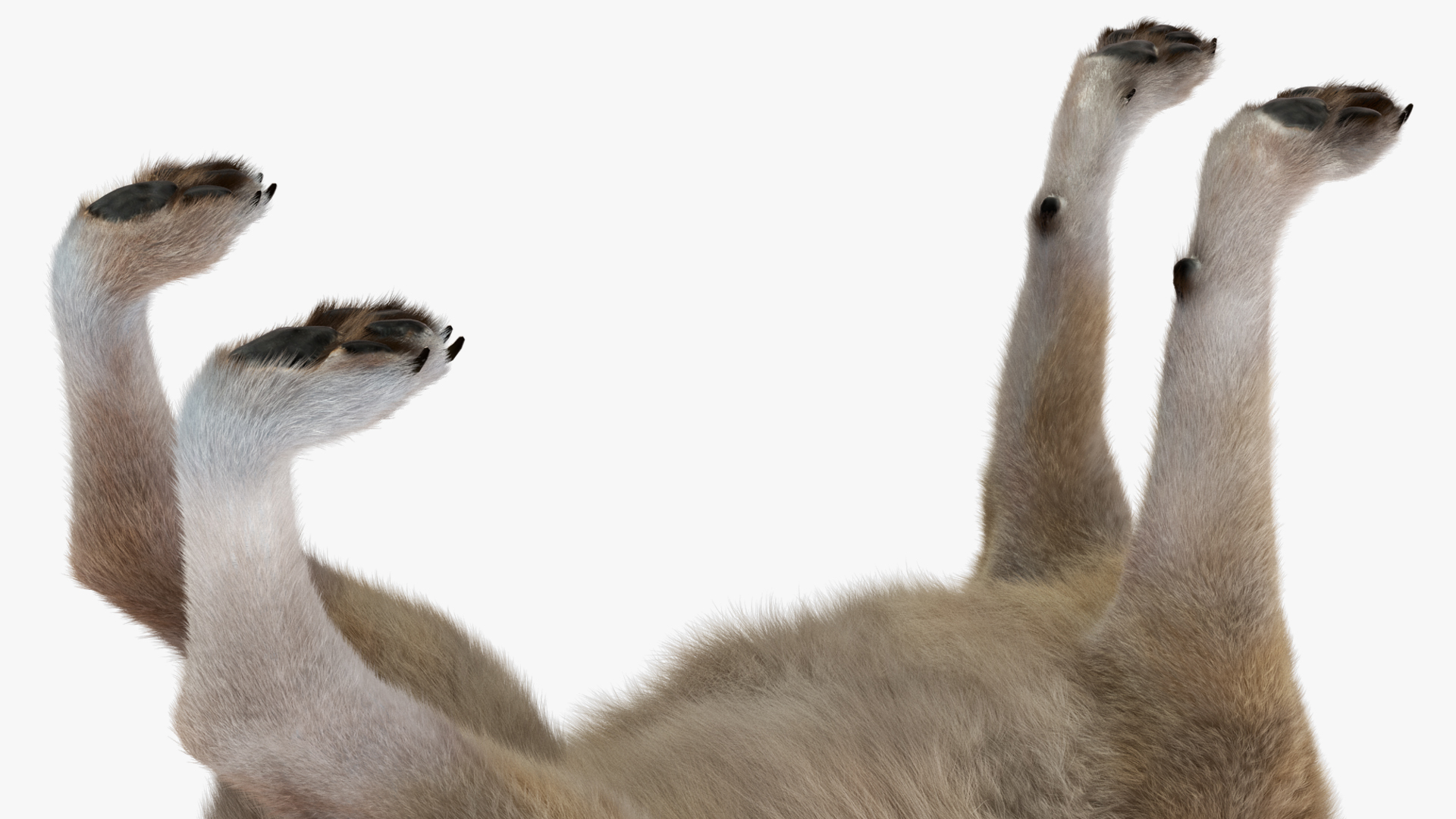 3D Grey Wolf Fur model
