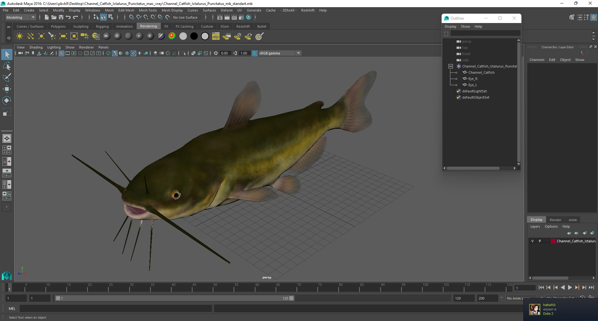 3D model Channel Catfish Ictalurus Punctatus