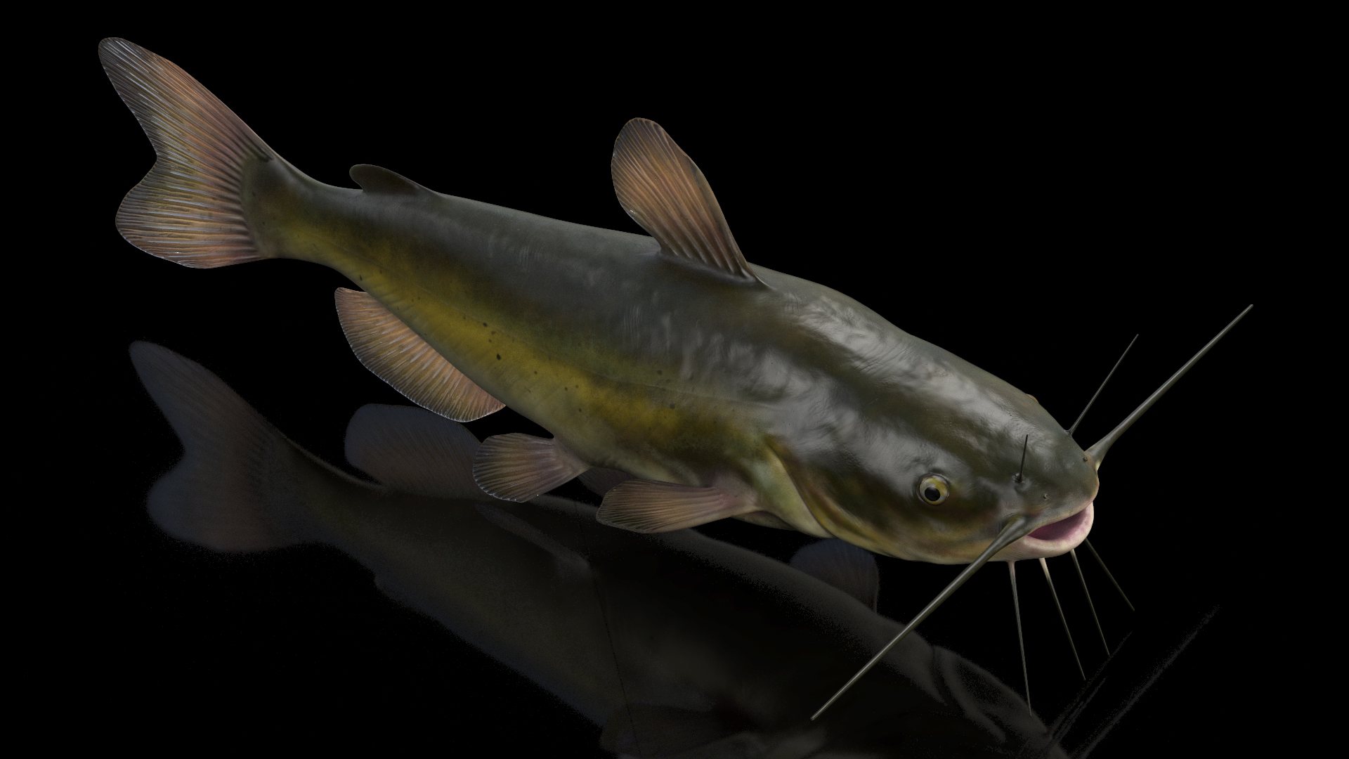 3D model Channel Catfish Ictalurus Punctatus