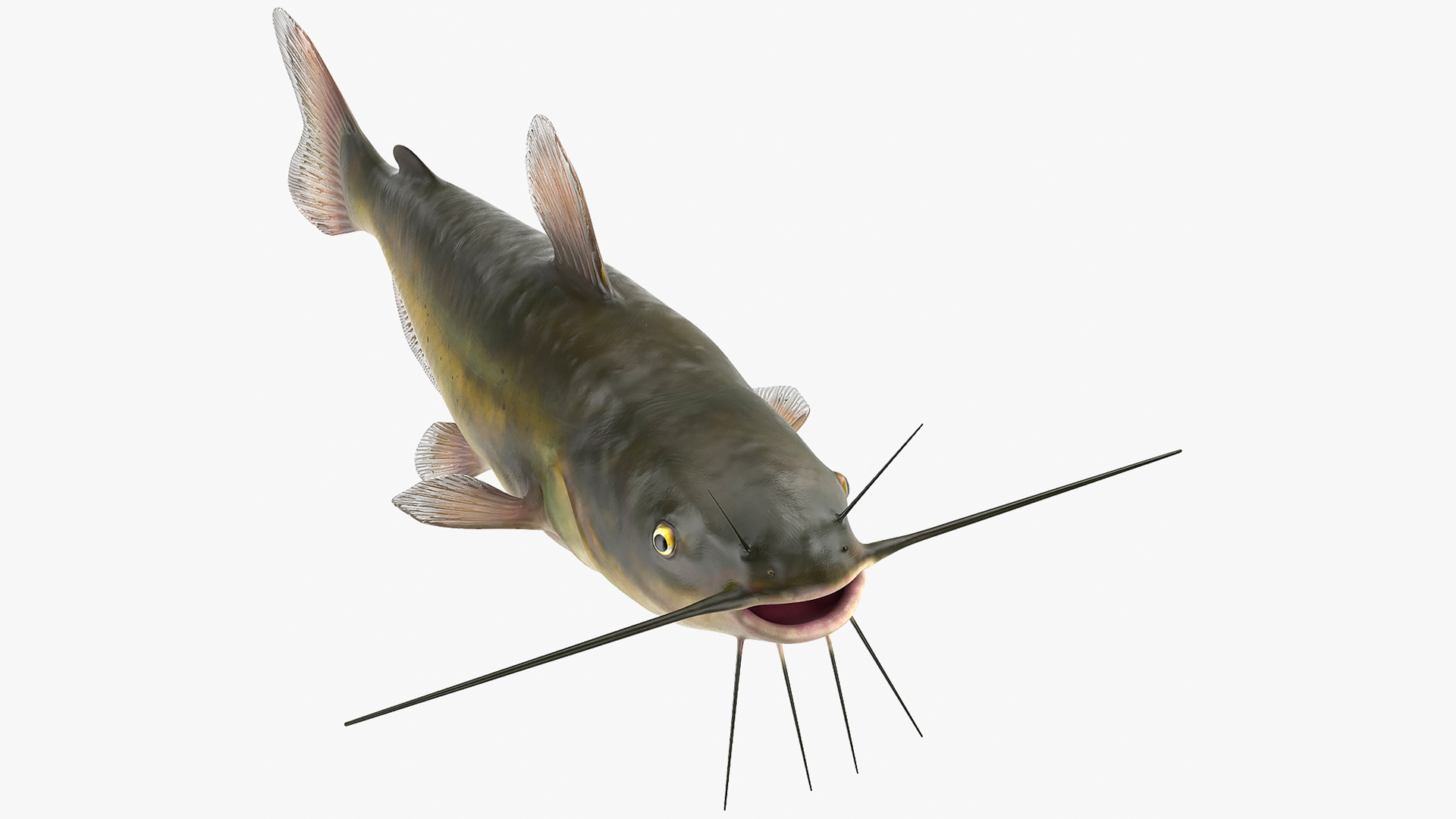 3D model Channel Catfish Ictalurus Punctatus