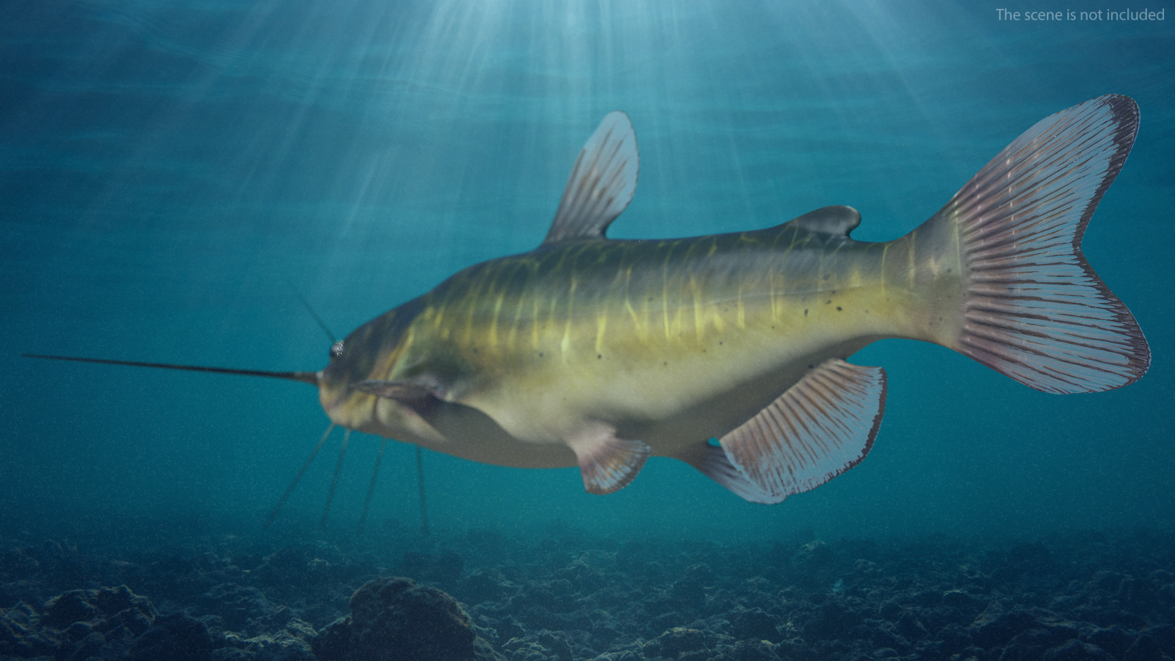 3D model Channel Catfish Ictalurus Punctatus