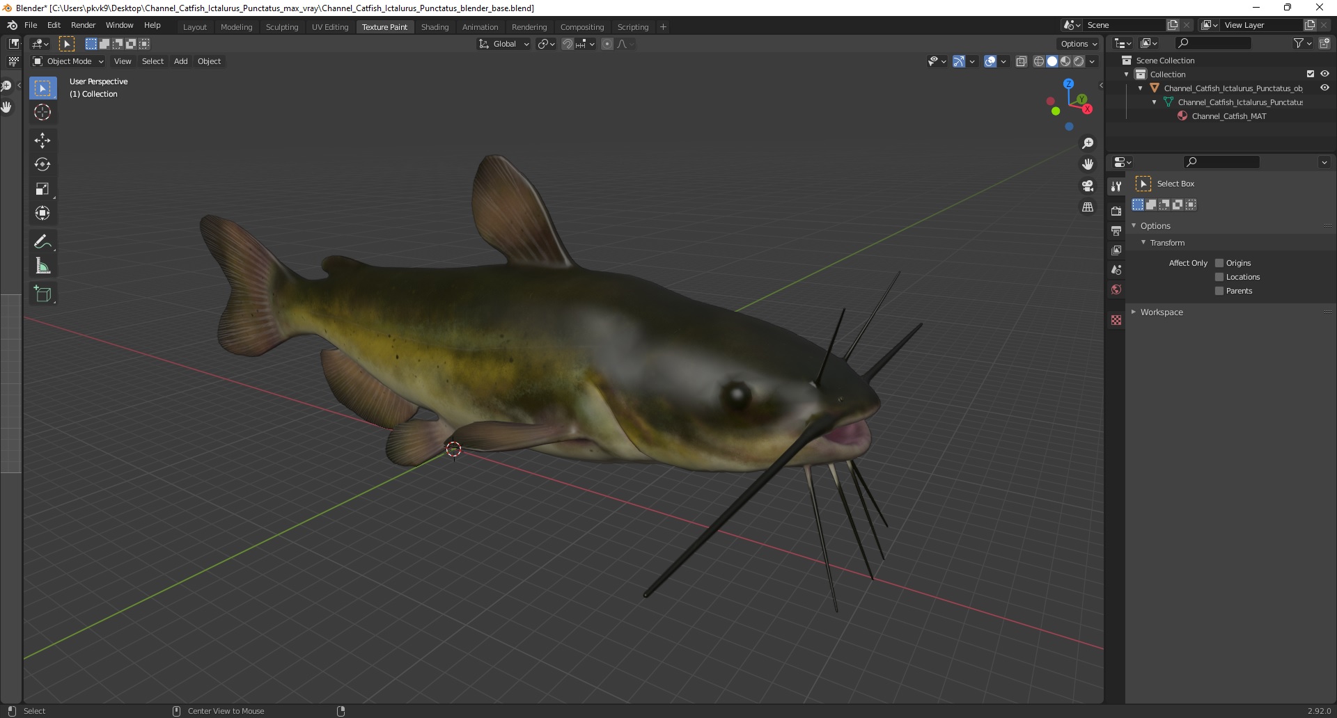 3D model Channel Catfish Ictalurus Punctatus
