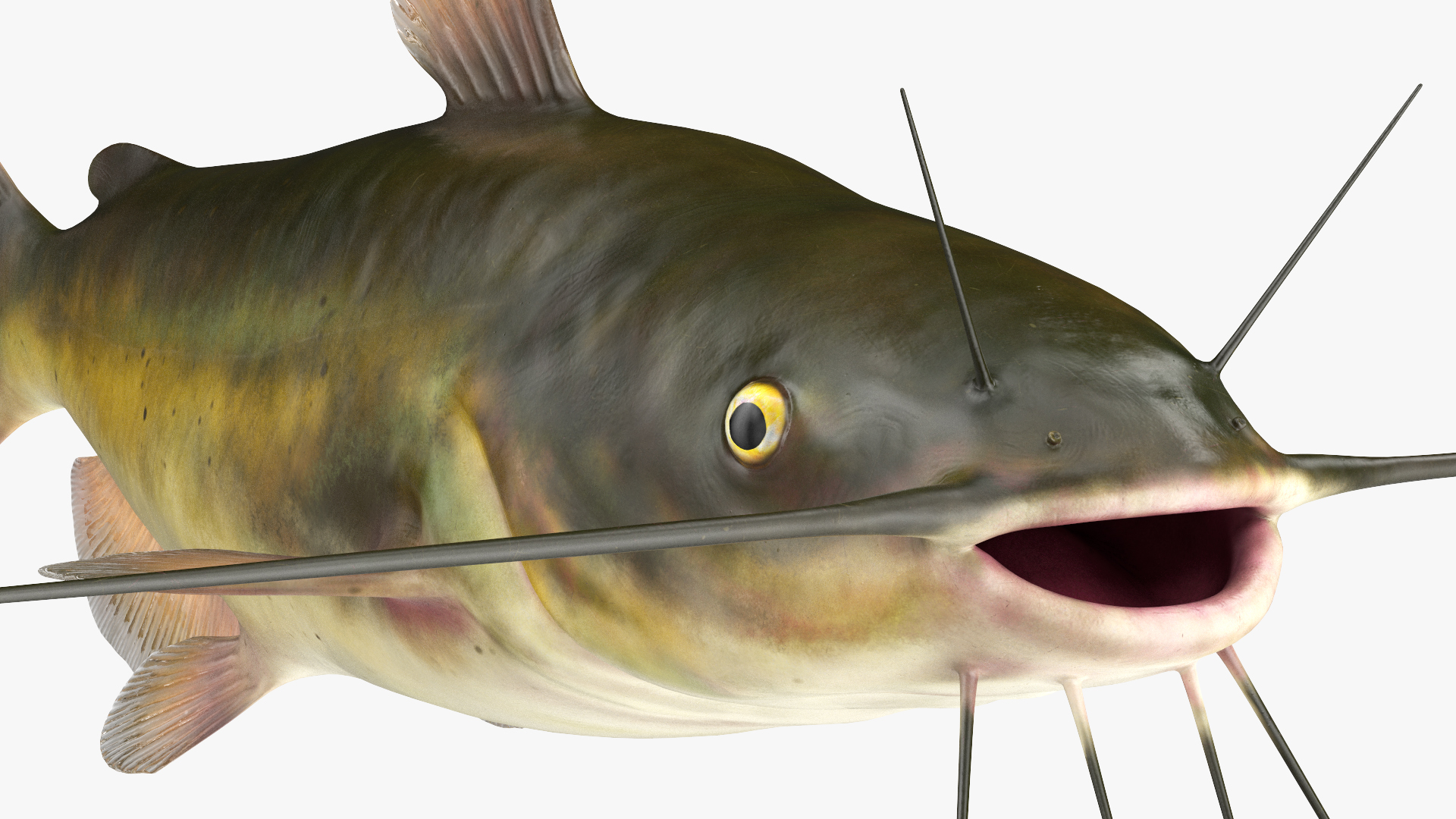 3D model Channel Catfish Ictalurus Punctatus