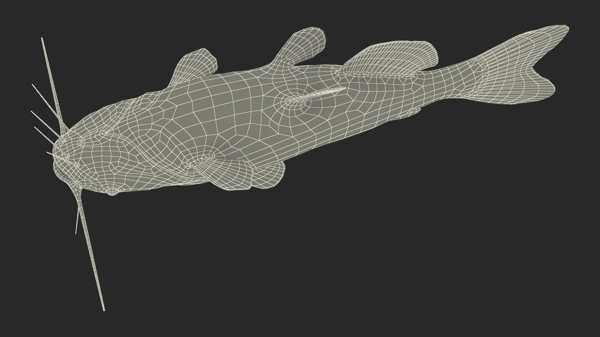 3D model Channel Catfish Ictalurus Punctatus