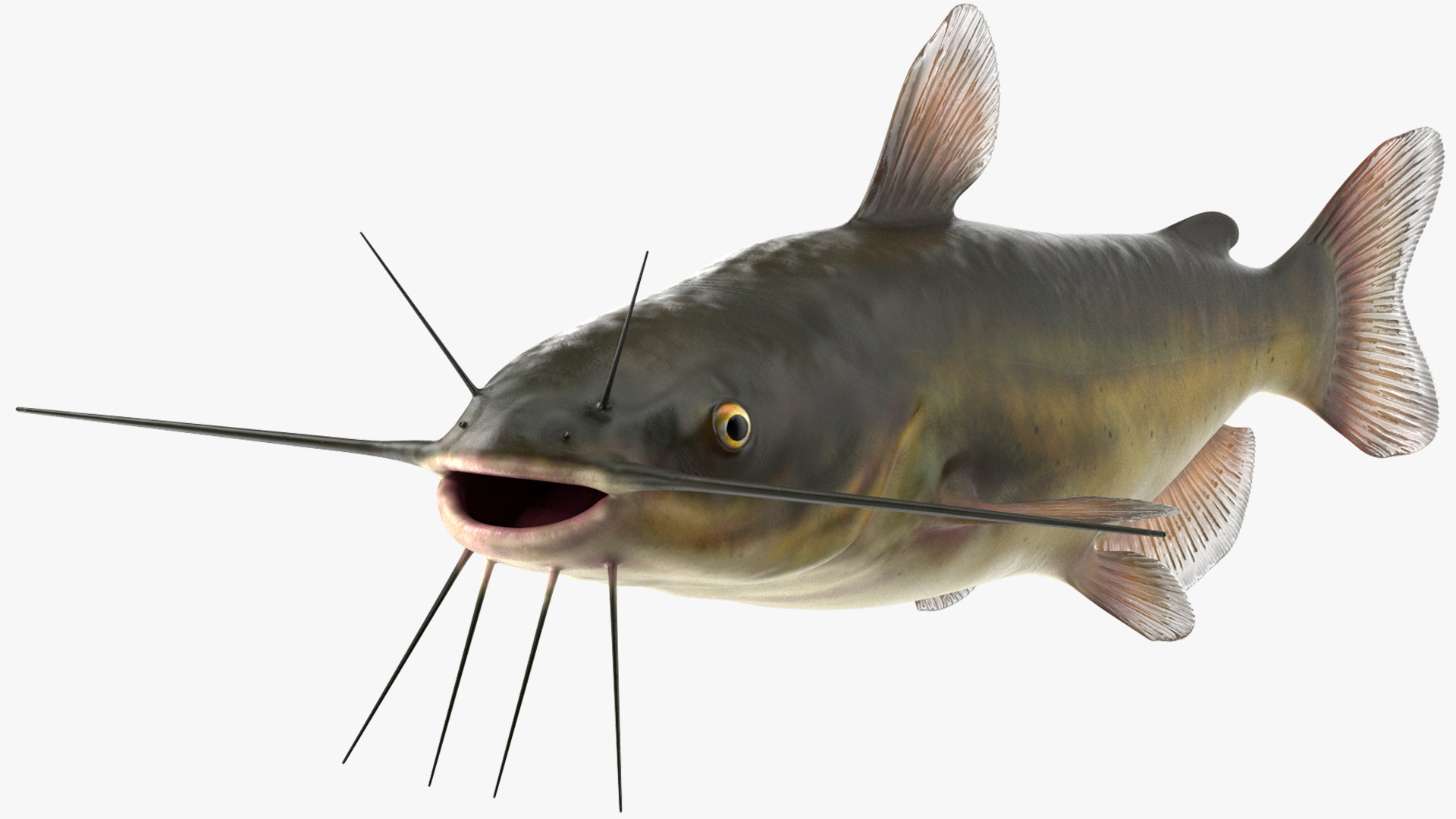3D model Channel Catfish Ictalurus Punctatus