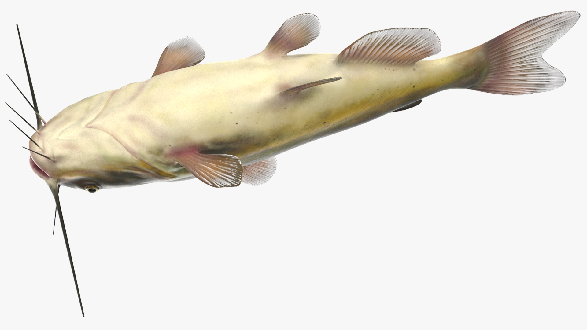3D model Channel Catfish Ictalurus Punctatus