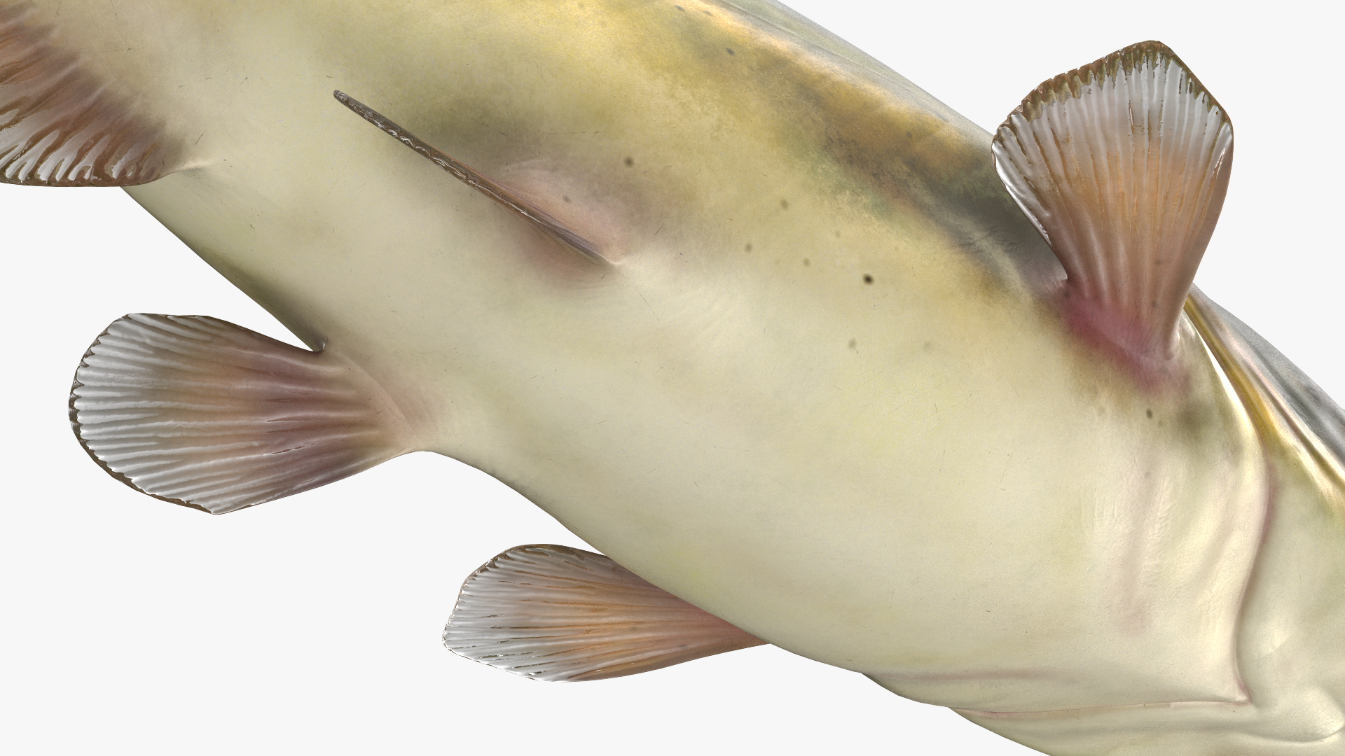 3D model Channel Catfish Ictalurus Punctatus