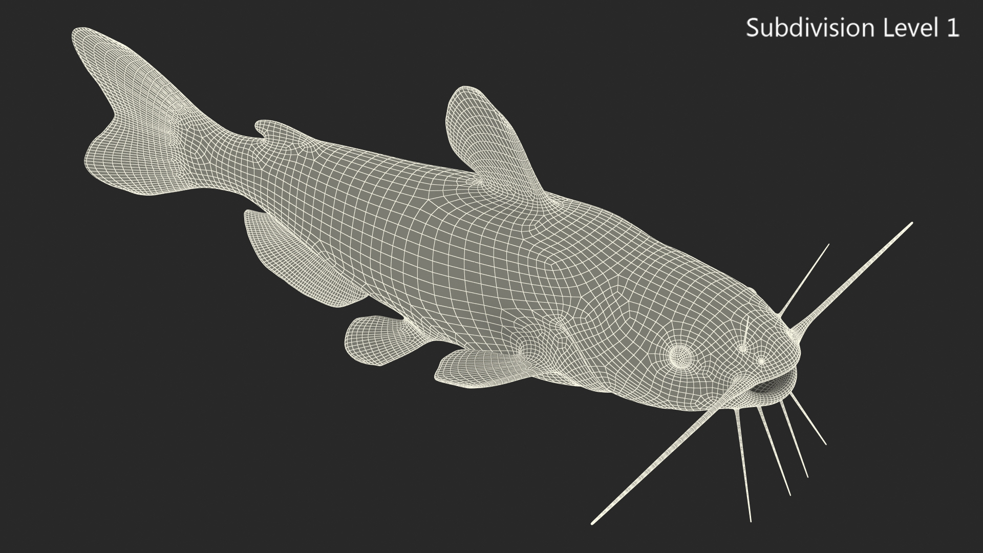 3D model Channel Catfish Ictalurus Punctatus