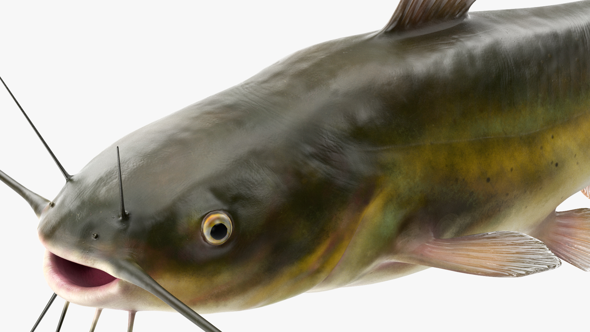 3D model Channel Catfish Ictalurus Punctatus