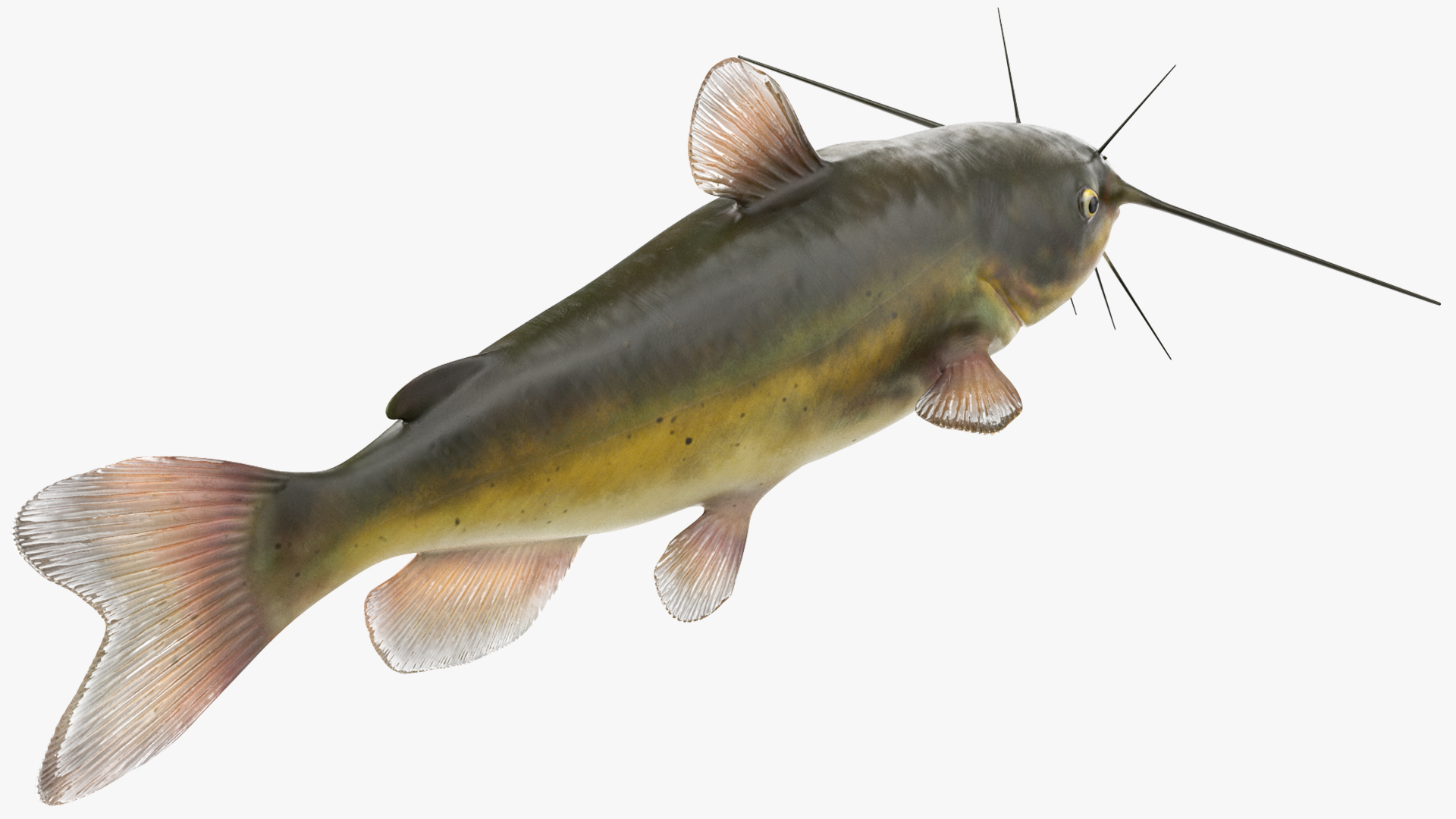3D model Channel Catfish Ictalurus Punctatus
