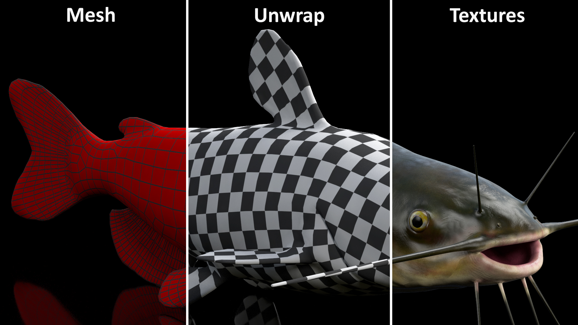3D model Channel Catfish Ictalurus Punctatus