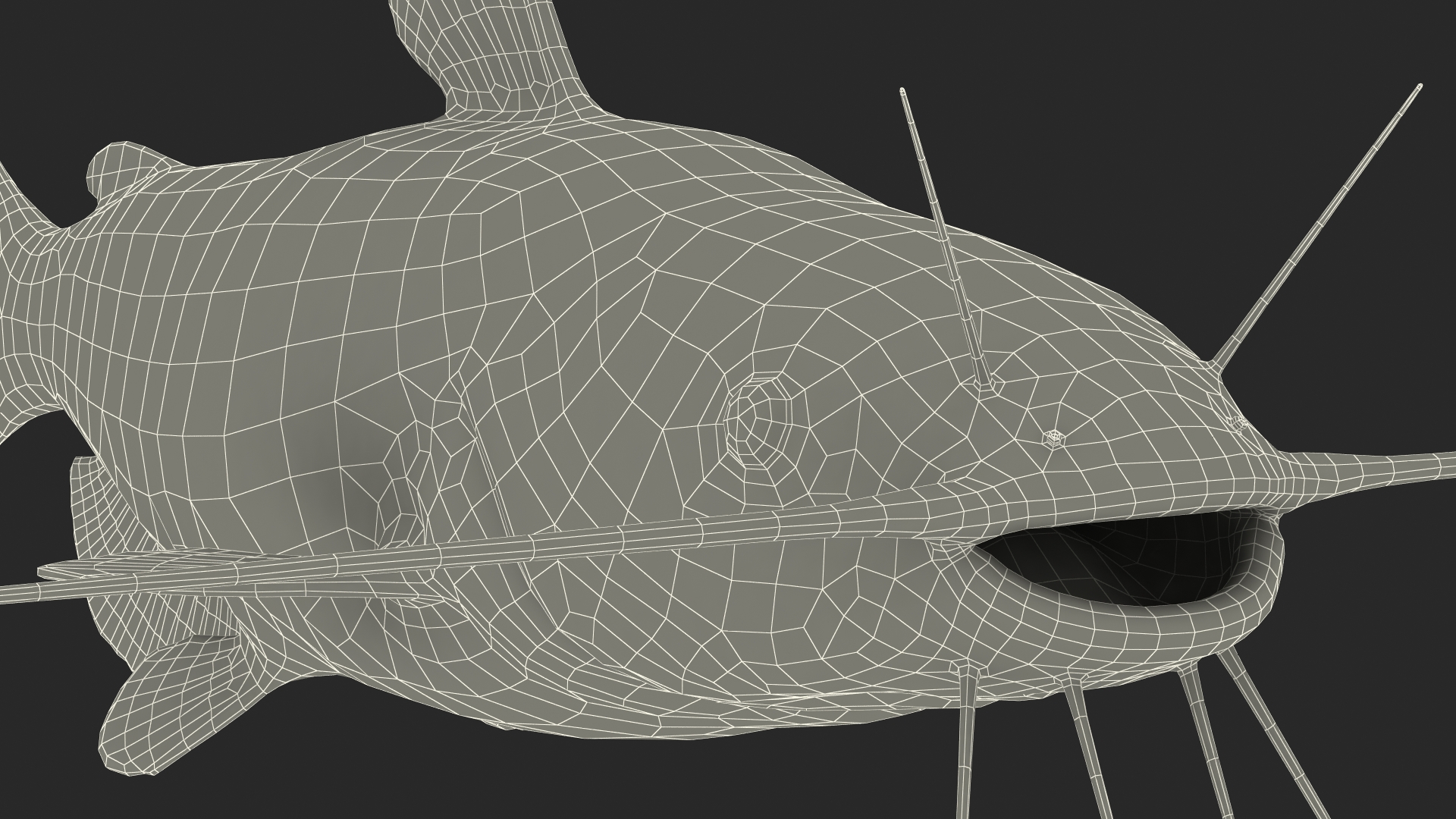 3D model Channel Catfish Ictalurus Punctatus