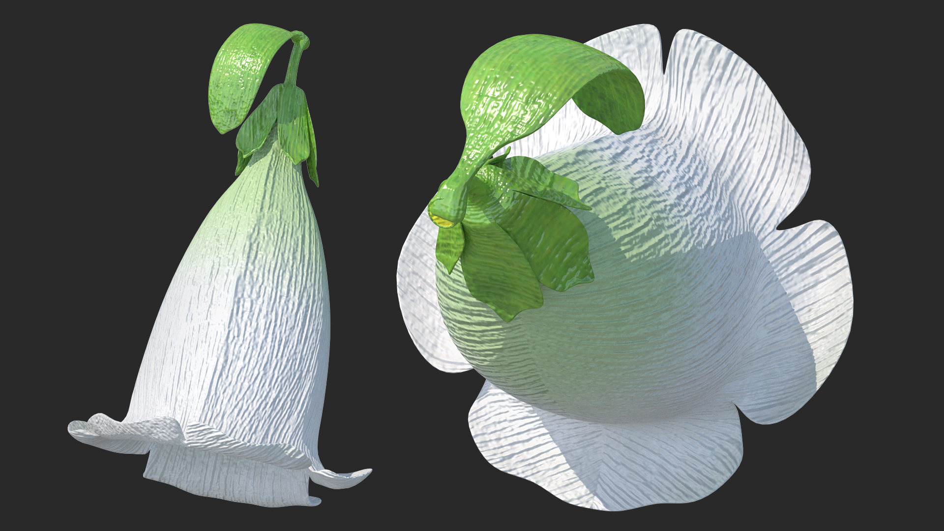 3D White Foxglove Flower