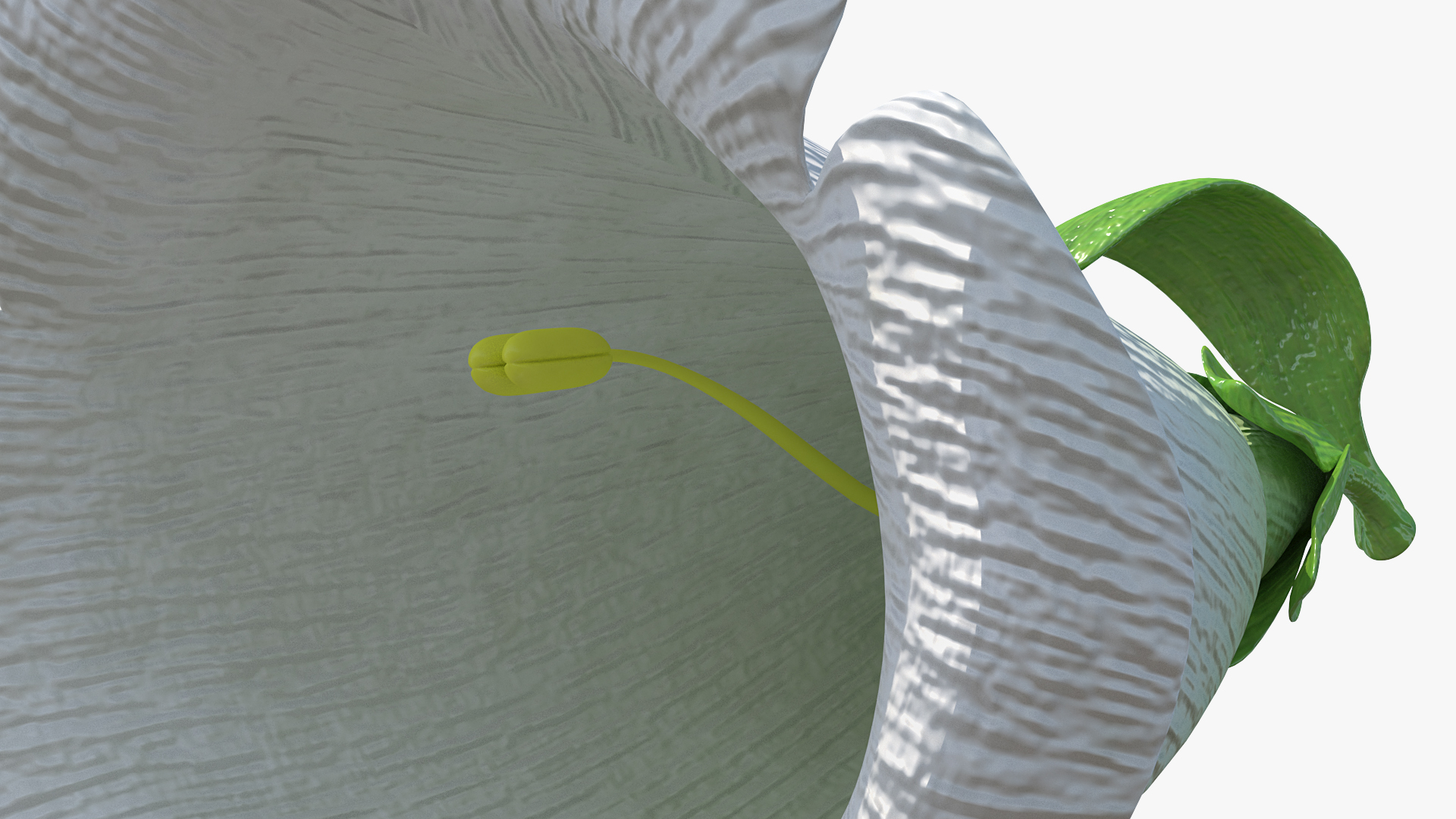 3D White Foxglove Flower