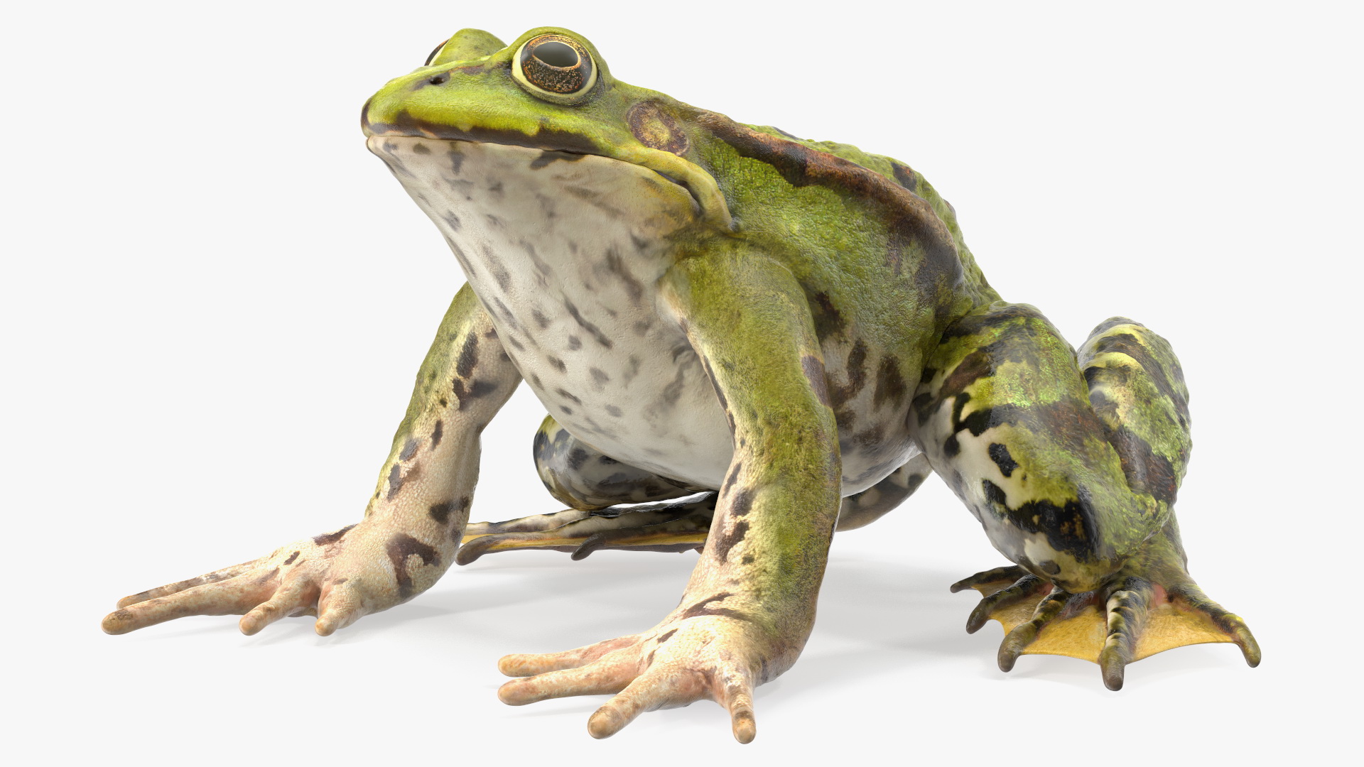 Frog Sitting Pose 3D