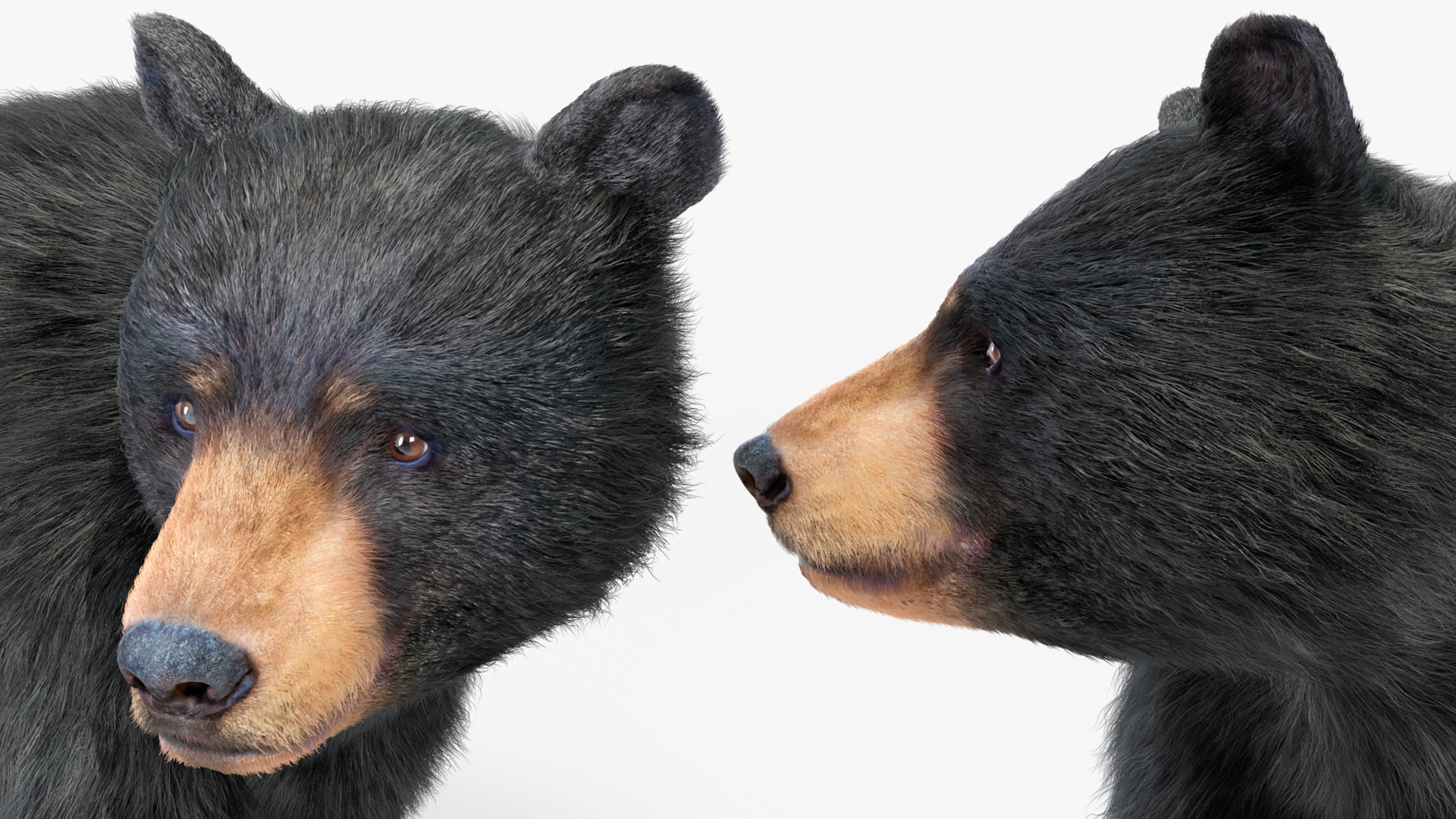 Young Black Bear Fur Rigged 3D
