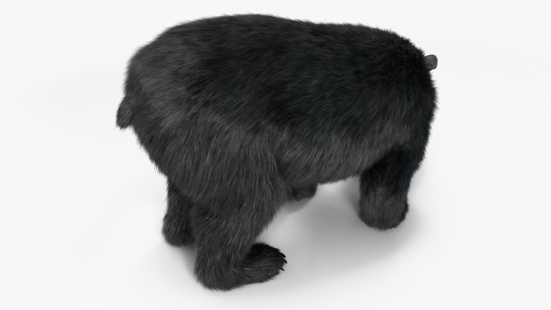 Young Black Bear Fur Rigged 3D