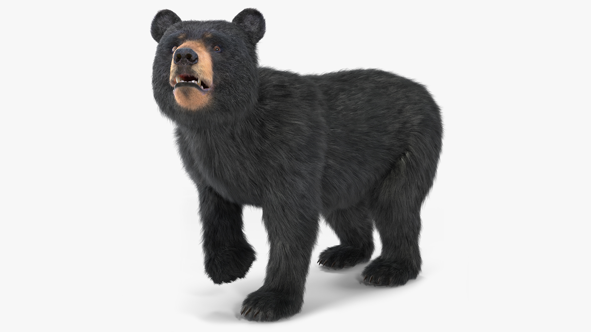 Young Black Bear Fur Rigged 3D