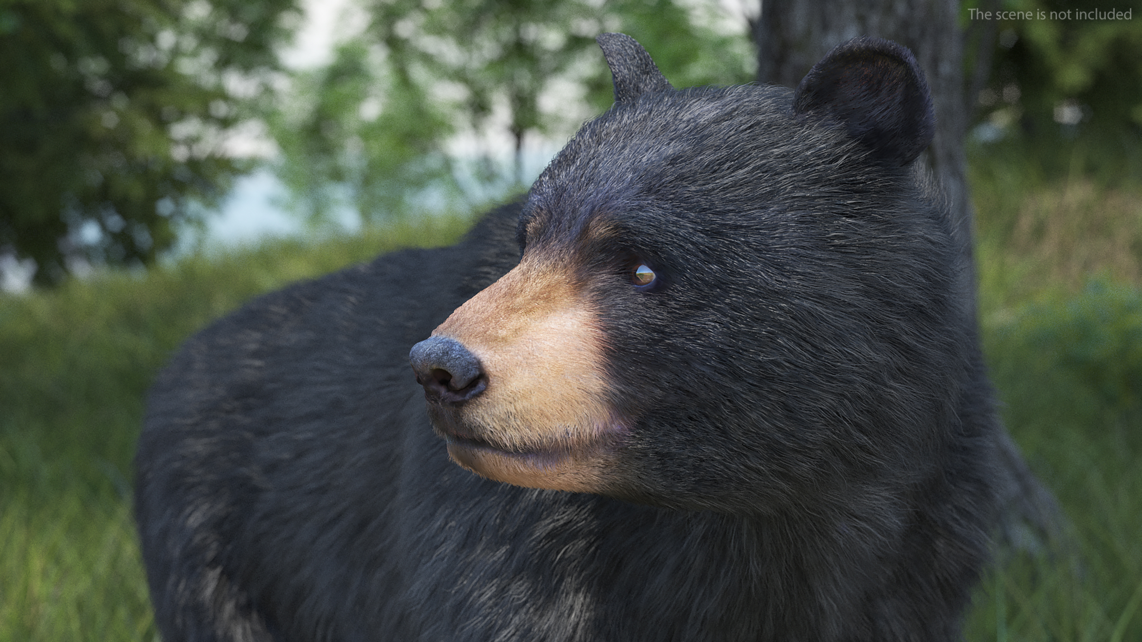 Young Black Bear Fur Rigged 3D