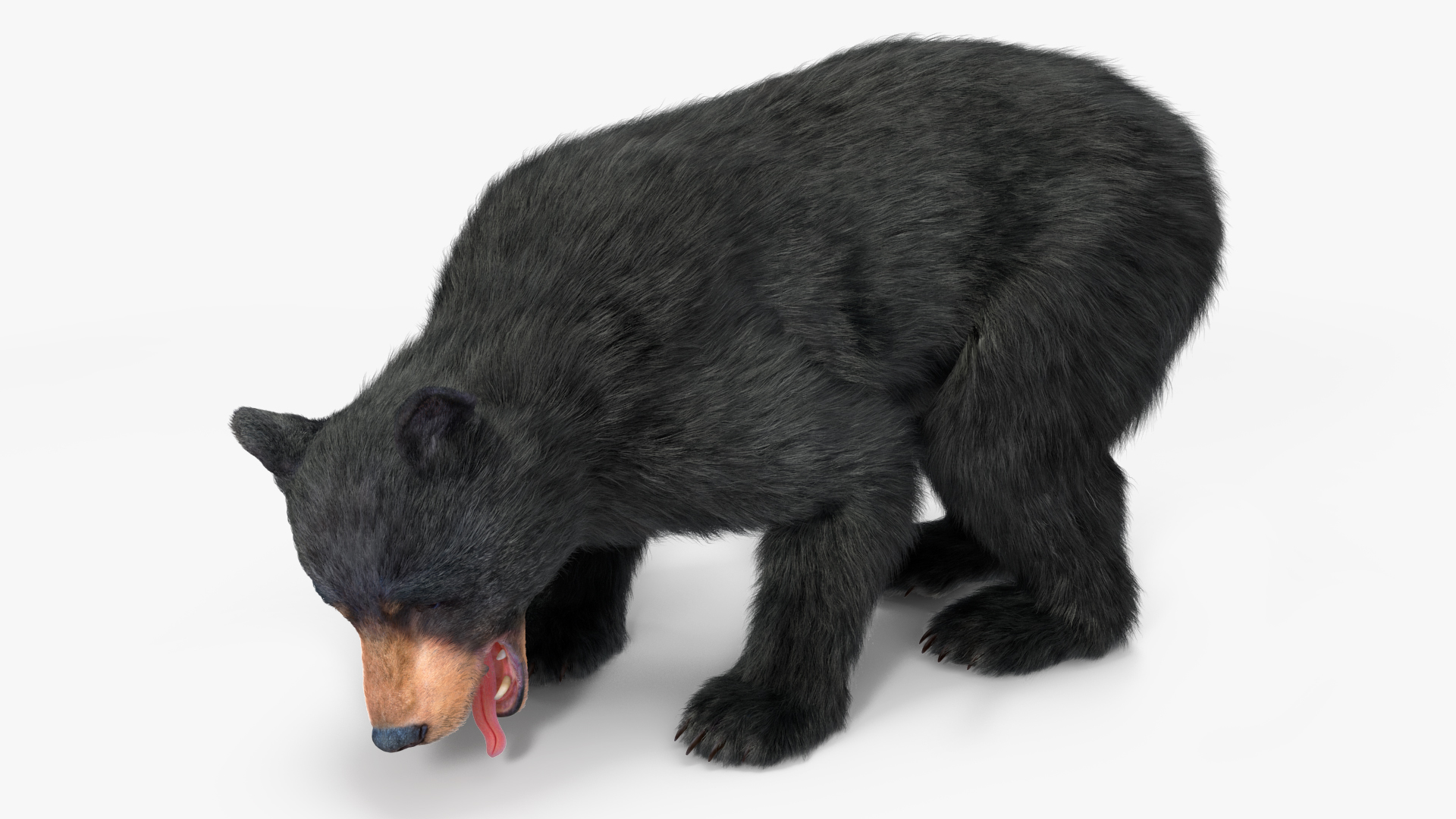 Young Black Bear Fur Rigged 3D
