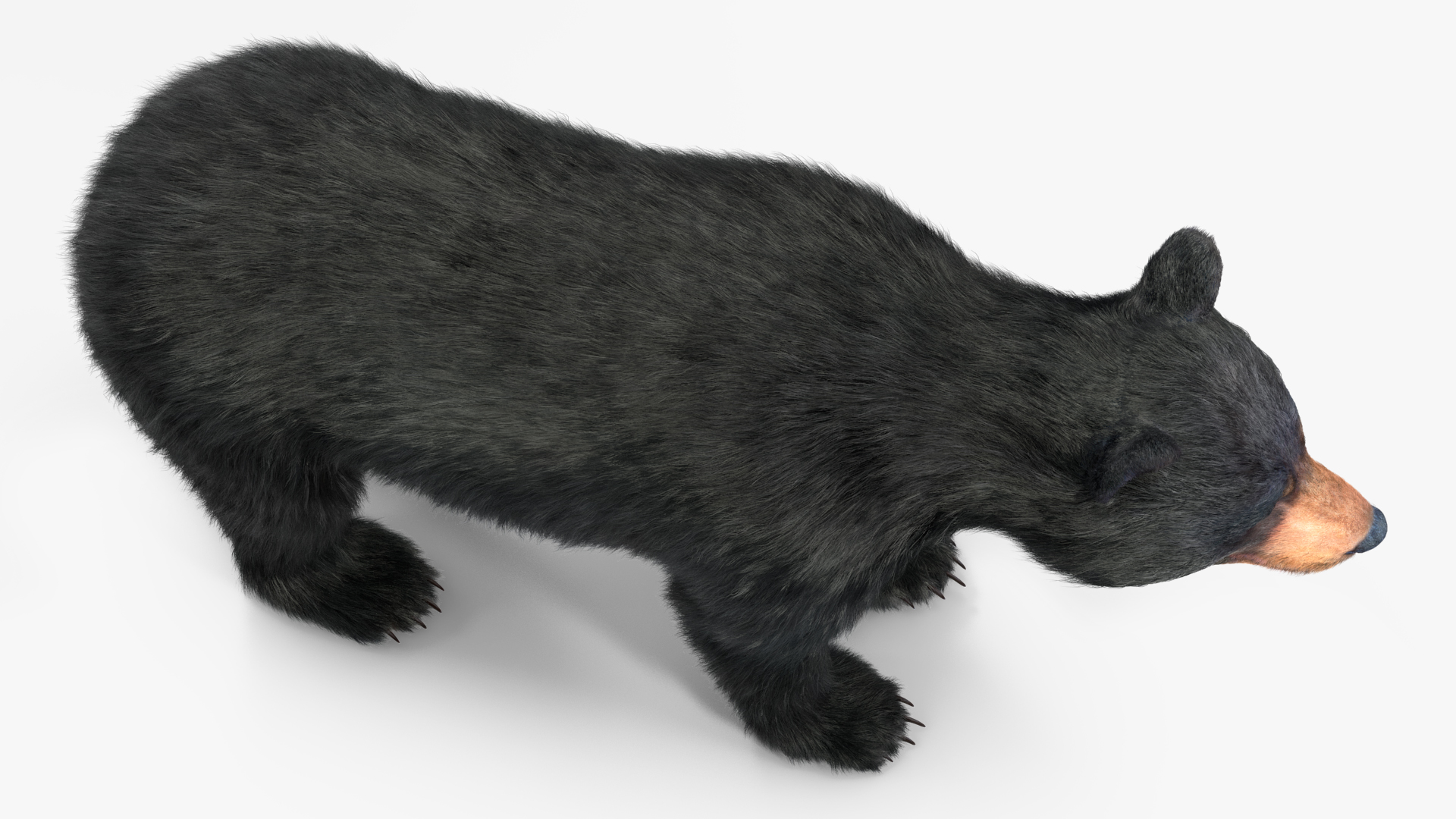 Young Black Bear Fur Rigged 3D