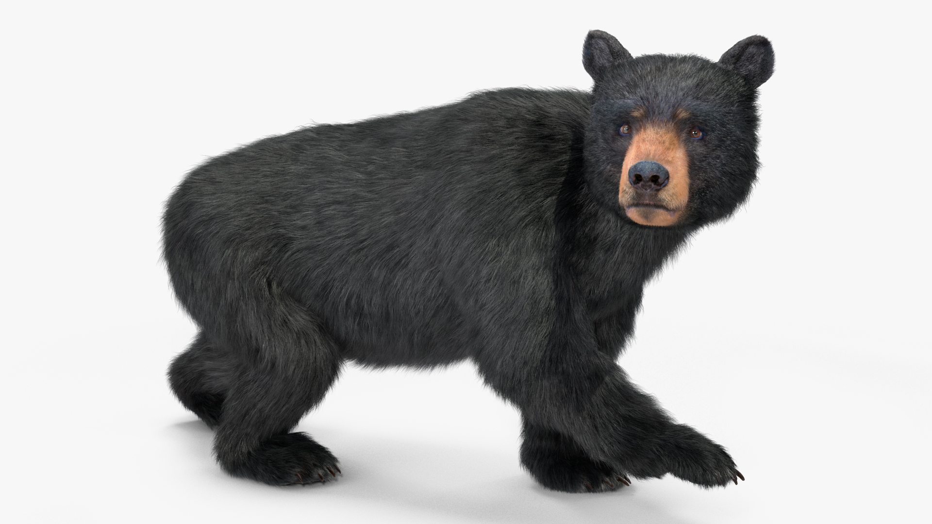 Young Black Bear Fur Rigged 3D