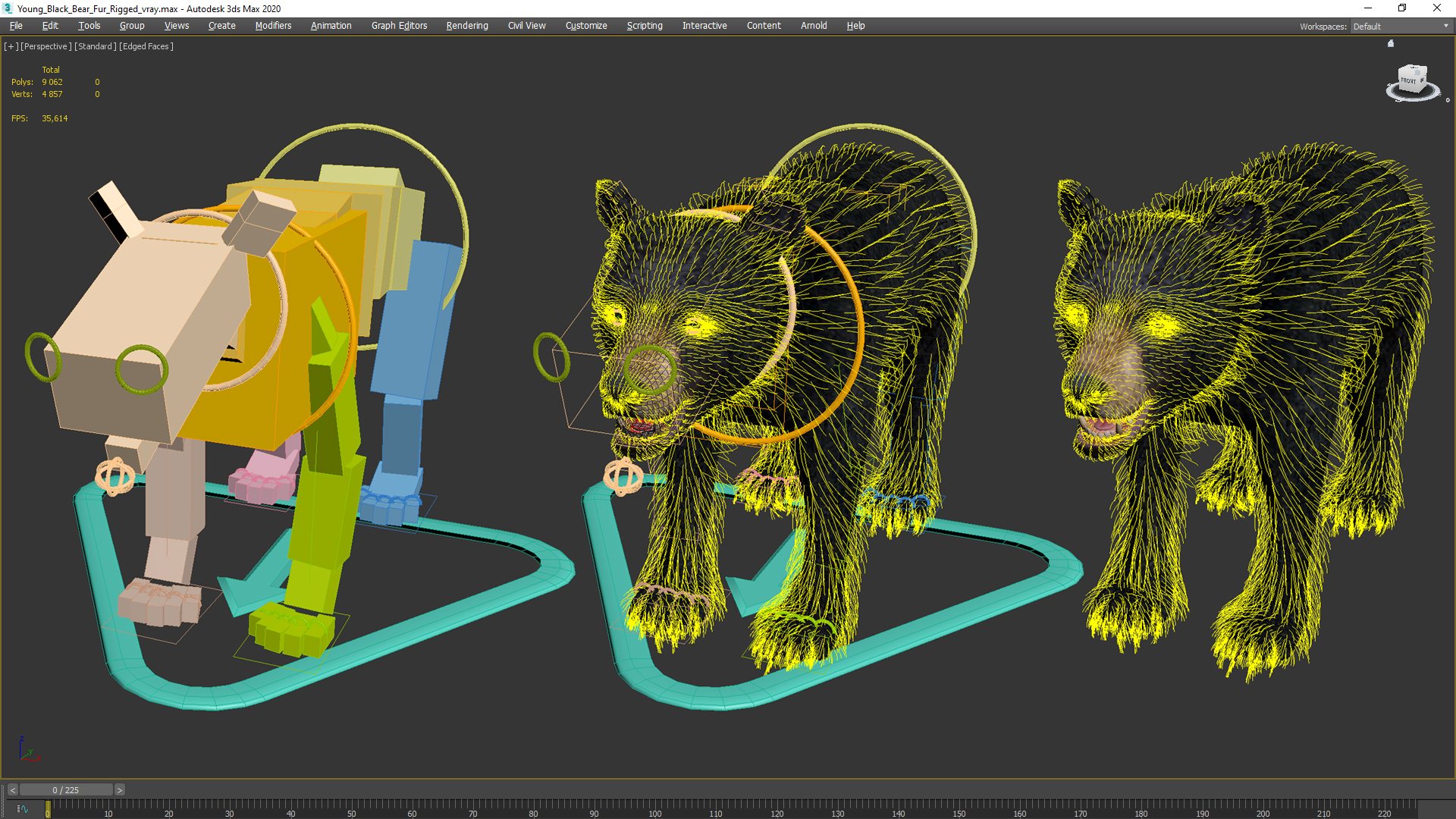 Young Black Bear Fur Rigged 3D