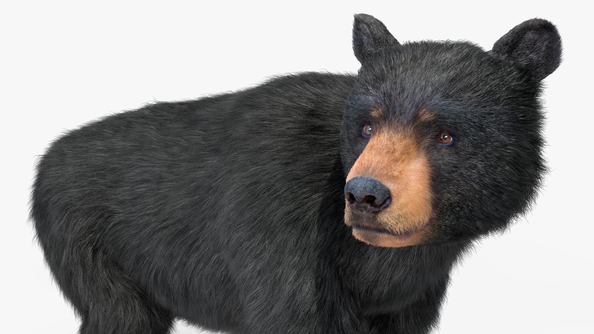 Young Black Bear Fur Rigged 3D