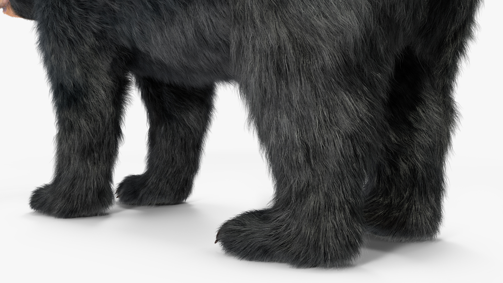 Young Black Bear Fur Rigged 3D