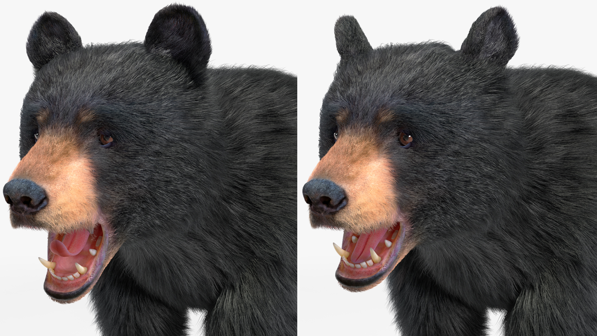Young Black Bear Fur Rigged 3D