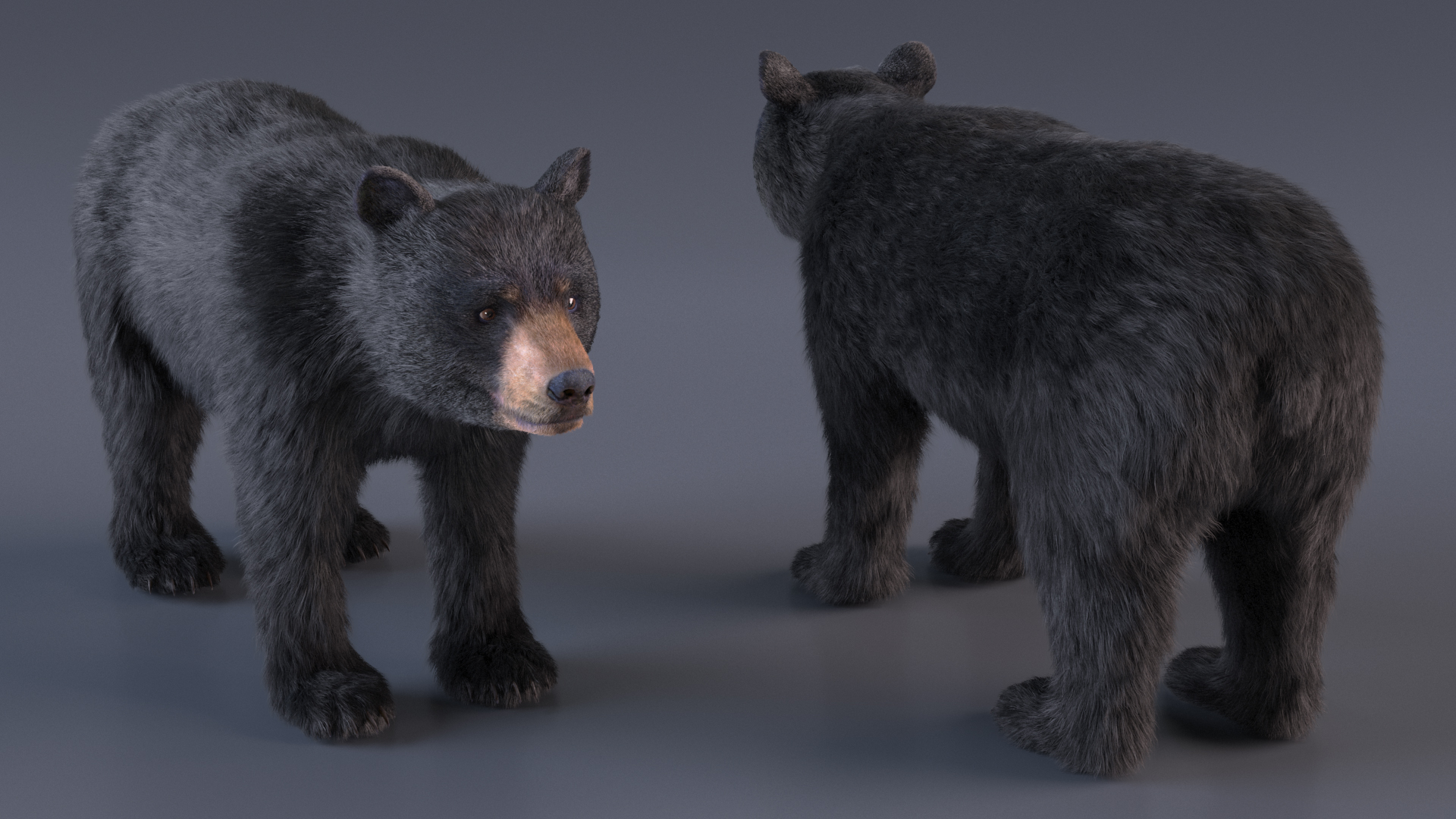 Young Black Bear Fur Rigged 3D