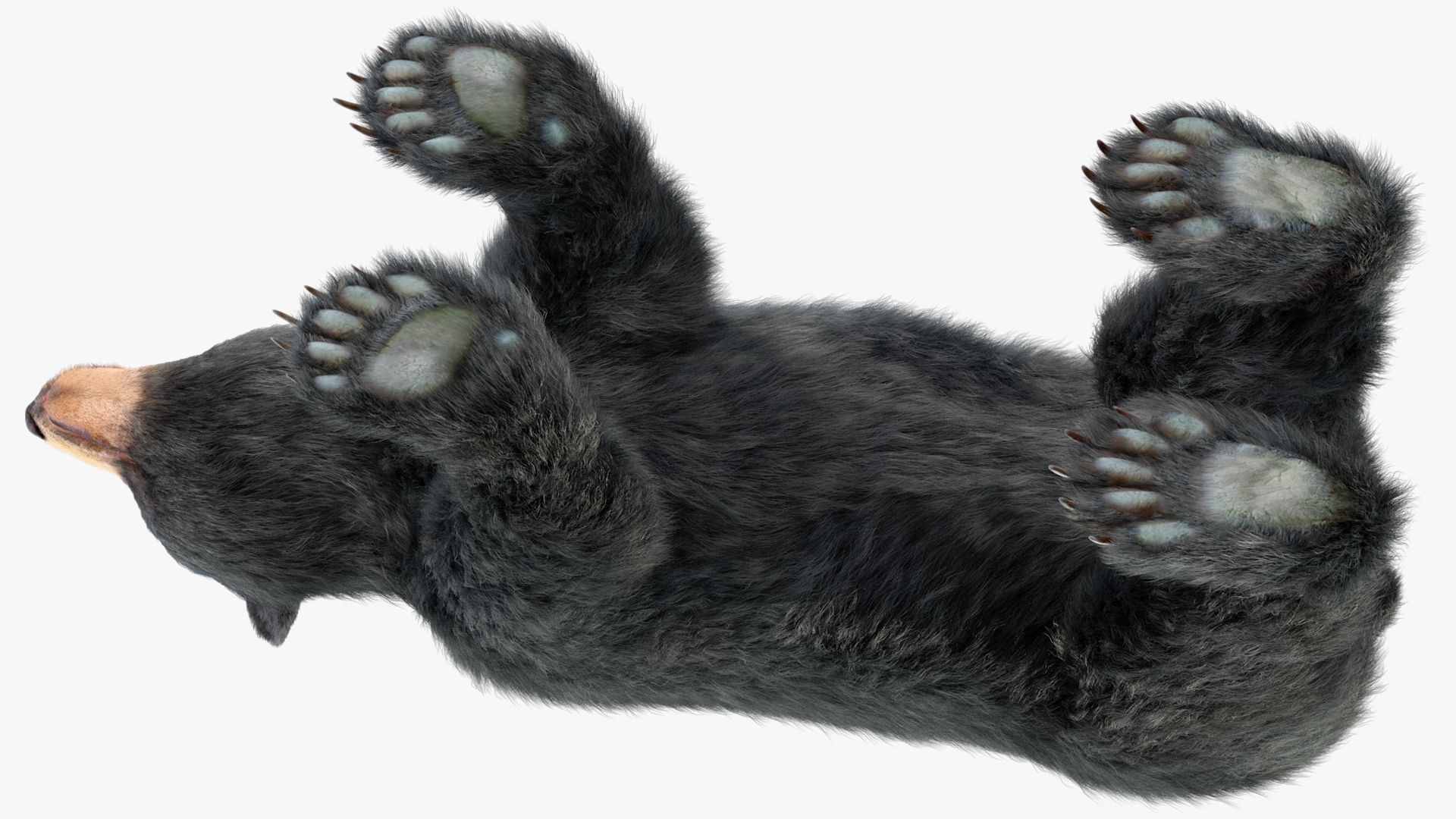 Young Black Bear Fur Rigged 3D
