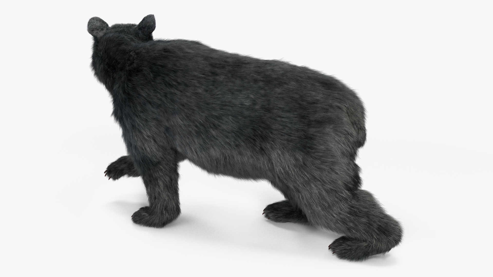 Young Black Bear Fur Rigged 3D
