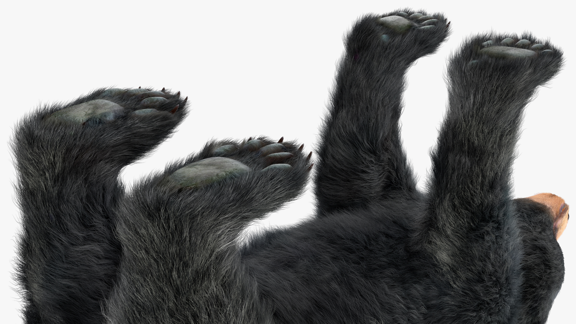 Young Black Bear Fur Rigged 3D
