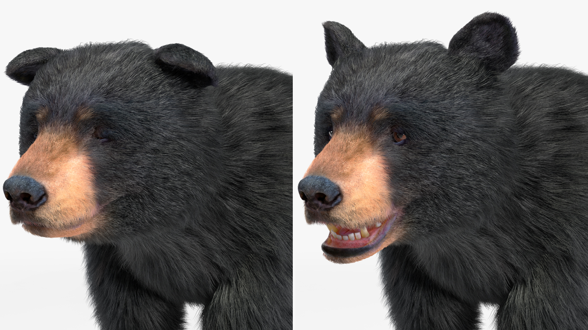 Young Black Bear Fur Rigged 3D