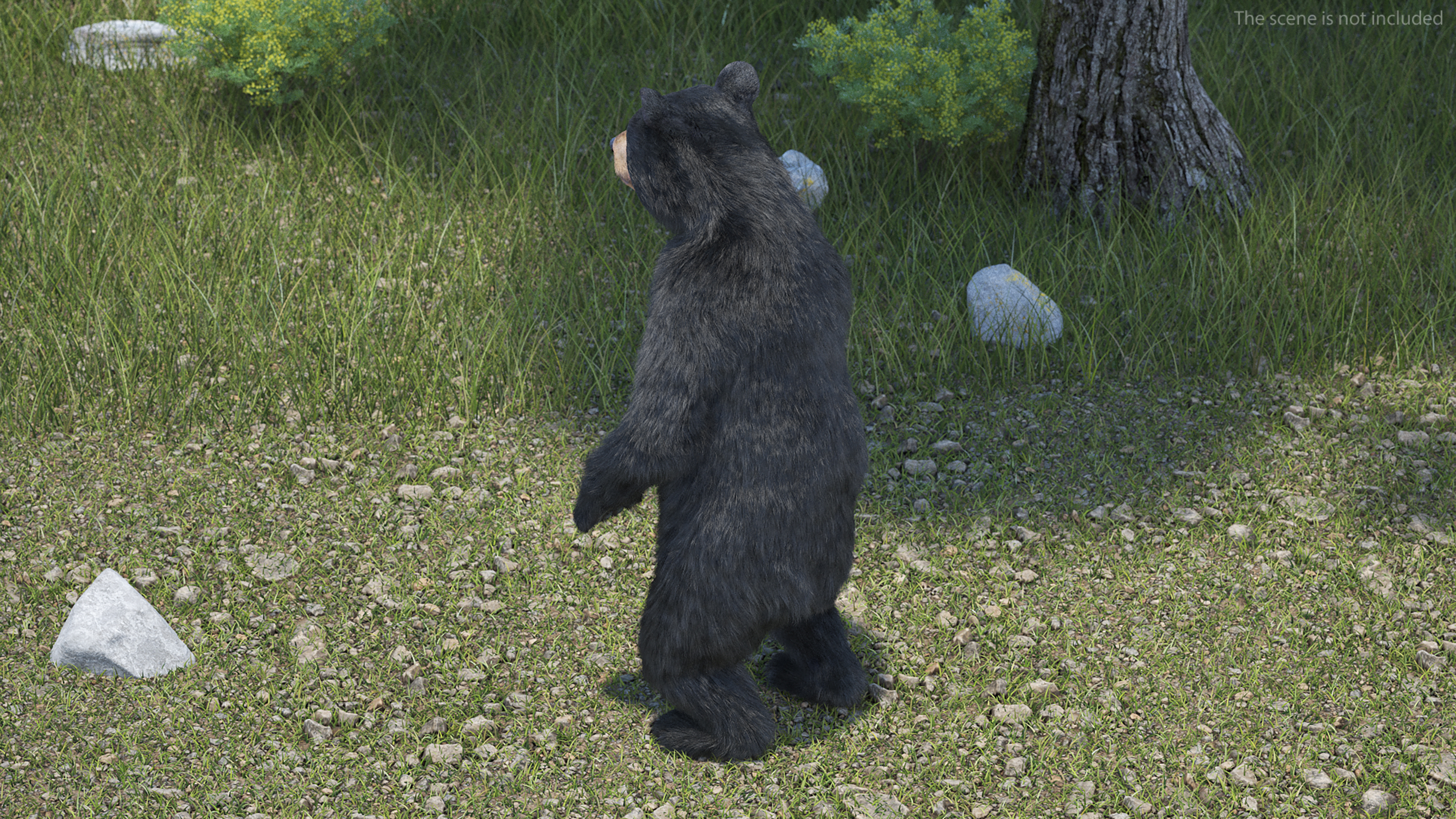 Young Black Bear Fur Rigged 3D