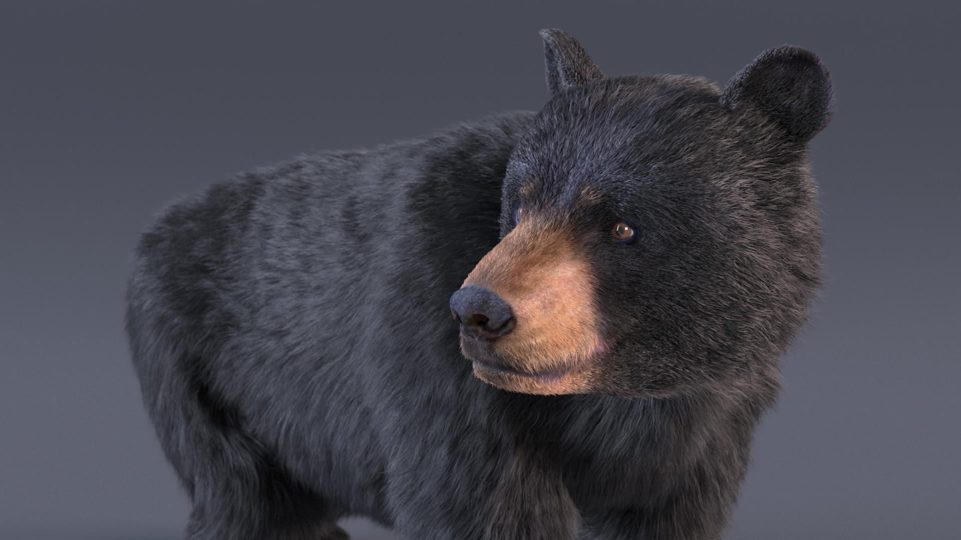 Young Black Bear Fur Rigged 3D