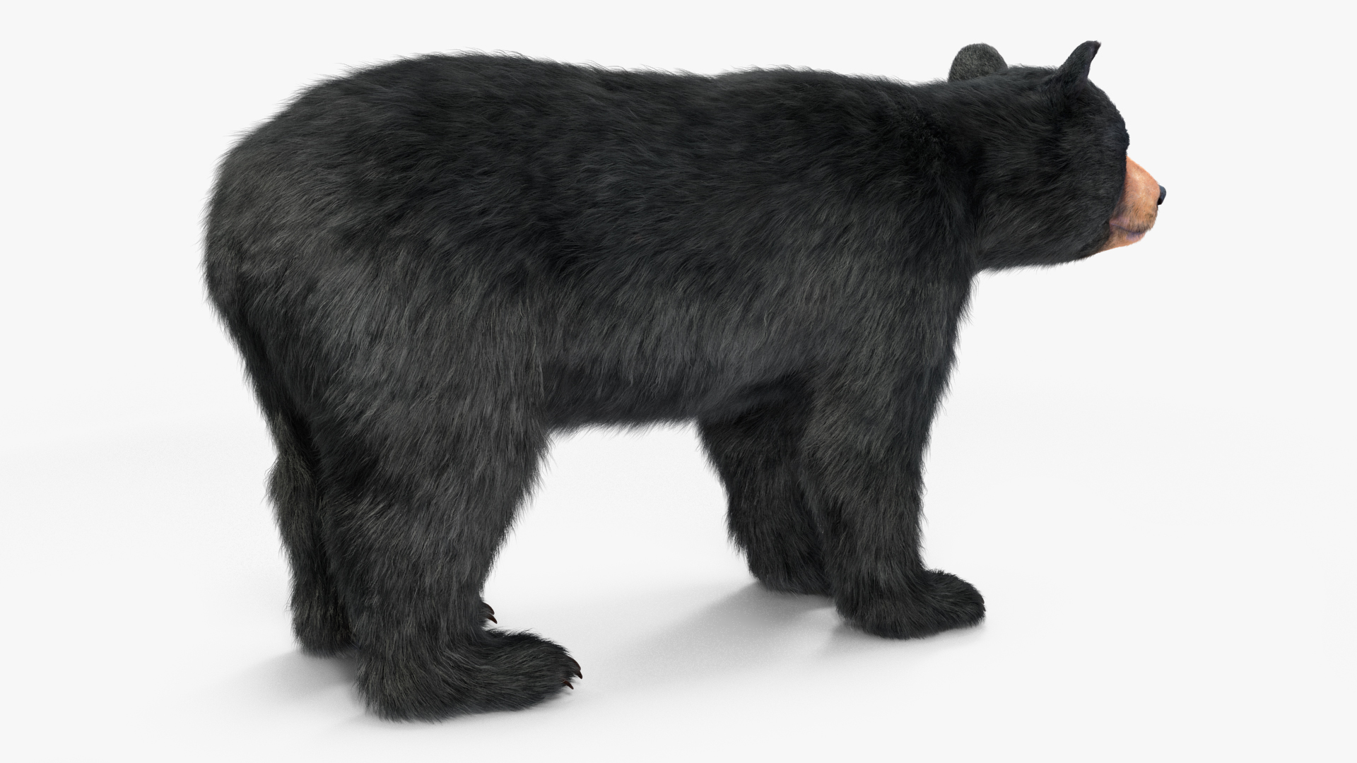 Young Black Bear Fur Rigged 3D